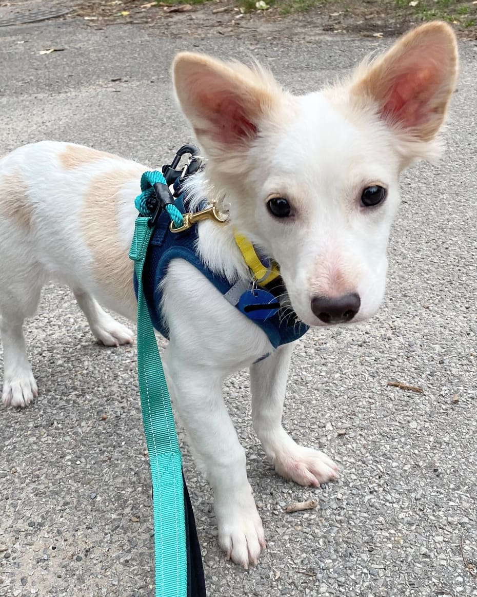 They don’t get any sweeter than Somang! 💗 He’s a 6-month-old male Jindo mix and weighs about 12 pounds. Somang was rescued from the Seoul city shelter. He’s potty trained and doing well with crate training. Somang is best described as outgoing, friendly, energetic, happy-go-lucky, and sweet. He’s a confident, curious walker and likes to stop to sniff (and sometimes lick!) leaves. 🍂 Somang is very affectionate and loves being around people. He’s also a quick learner and knows the “Sit” command! If Somang sounds like the dog you’ve been looking for, apply to adopt!

🐕 On a case-by-case basis, we accept applications from residents living within 30-miles of NYC and certain areas within CT, PA, D.C., MD, and MA. Check koreank9rescue.org/adopt for more details! 📝⁠⁠⁠⁠⁠⁠⁠⁠⁠⁠⁠⁠⁠

<a target='_blank' href='https://www.instagram.com/explore/tags/jindo/'>#jindo</a> <a target='_blank' href='https://www.instagram.com/explore/tags/adoptmenyc/'>#adoptmenyc</a> <a target='_blank' href='https://www.instagram.com/explore/tags/nyc/'>#nyc</a> <a target='_blank' href='https://www.instagram.com/explore/tags/korea/'>#korea</a> <a target='_blank' href='https://www.instagram.com/explore/tags/adoptme/'>#adoptme</a> <a target='_blank' href='https://www.instagram.com/explore/tags/adoptmeplease/'>#adoptmeplease</a> <a target='_blank' href='https://www.instagram.com/explore/tags/koreank9rescue/'>#koreank9rescue</a> <a target='_blank' href='https://www.instagram.com/explore/tags/kk9r/'>#kk9r</a> <a target='_blank' href='https://www.instagram.com/explore/tags/spay/'>#spay</a> <a target='_blank' href='https://www.instagram.com/explore/tags/neuter/'>#neuter</a> <a target='_blank' href='https://www.instagram.com/explore/tags/rescueismyfavoritebreed/'>#rescueismyfavoritebreed</a> <a target='_blank' href='https://www.instagram.com/explore/tags/rescuedog/'>#rescuedog</a> <a target='_blank' href='https://www.instagram.com/explore/tags/everydogdeserveslove/'>#everydogdeserveslove</a> <a target='_blank' href='https://www.instagram.com/explore/tags/showlovekorea/'>#showlovekorea</a>