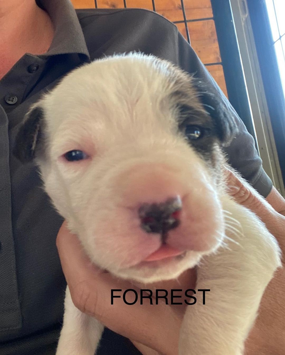 Two weeks old today!! Camy’s litter has been dubbed the “Autumn” litter. Meet Marshmallow, Sugar, Honey, Toffee, Ginger, Forrest, Hunter, Toddy, and Mace! ❤️<a target='_blank' href='https://www.instagram.com/explore/tags/puppylife/'>#puppylife</a> <a target='_blank' href='https://www.instagram.com/explore/tags/autumn/'>#autumn</a> <a target='_blank' href='https://www.instagram.com/explore/tags/fostersneeded/'>#fostersneeded</a> <a target='_blank' href='https://www.instagram.com/explore/tags/adoptersneeded/'>#adoptersneeded</a> <a target='_blank' href='https://www.instagram.com/explore/tags/theywanttocomehomewithyou/'>#theywanttocomehomewithyou</a> <a target='_blank' href='https://www.instagram.com/explore/tags/socute/'>#socute</a> <a target='_blank' href='https://www.instagram.com/explore/tags/love/'>#love</a> <a target='_blank' href='https://www.instagram.com/explore/tags/luckysanimalrescue/'>#luckysanimalrescue</a>