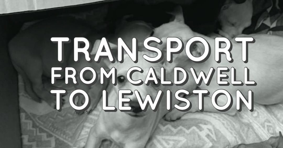 We want to start transporting the most vulnerable of the chihuahuas/chi mixes next week with a focus on the pregnant mommas. We want to make it as least stressful as possible as they are scared enough already.

If you are able to assist on this journey next week please message us.  Bonus points if you have transported for us before.  And we ask that there’s at least two people on the transport, especially since these mommas need monitored closely during their journey.  We can help cover gas.

Keep in mind they will be scared, possibly nippy/bitey or completely shut down after their recent trauma.  This will not just entail normal happy dogs in some instances.  They are decompressing and pregnant.