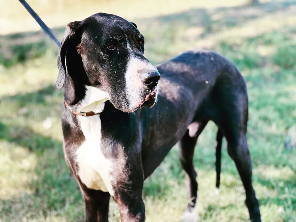 Hello Dane lovers!  I’m Mr. Ed and I’m looking for my forever family.

My amazing foster dad wants me to update everyone on my progress since I’ve been with him.  I am now comfortable in public with humans and other dogs. If people will wait for me to lean on them, I’ll be receptive to pets on the back!  One of my favorite things is to run really fast in the green belt and to play with my fur friends.  I’m great on a leash and have excellent recall.  I am house/doggy door trained and great house manners!

My foster dad has been great at helping me learn to trust him and the other humans I meet.  Now, you can even find me laying upside down on the couch from time to time:) I will be fully vetted, vaccinated and microchipped and ready to go prior to adoption! 

The folks here tell me I need to be in training within 30 days of my adoption.  Basic training is essential for us to learn about each other and to help me become a lovely relaxed Dane!

For more information about White Kisses adoption process and an application please visit www.whitekissesgreatdanerescue.com/adopt

<a target='_blank' href='https://www.instagram.com/explore/tags/greatdane/'>#greatdane</a> <a target='_blank' href='https://www.instagram.com/explore/tags/dogs/'>#dogs</a> <a target='_blank' href='https://www.instagram.com/explore/tags/adoptdontshop/'>#adoptdontshop</a> <a target='_blank' href='https://www.instagram.com/explore/tags/dogsofinstagram/'>#dogsofinstagram</a> <a target='_blank' href='https://www.instagram.com/explore/tags/dog/'>#dog</a> <a target='_blank' href='https://www.instagram.com/explore/tags/greatdane/'>#greatdane</a> <a target='_blank' href='https://www.instagram.com/explore/tags/puppies/'>#puppies</a> <a target='_blank' href='https://www.instagram.com/explore/tags/cute/'>#cute</a> <a target='_blank' href='https://www.instagram.com/explore/tags/love/'>#love</a> <a target='_blank' href='https://www.instagram.com/explore/tags/family/'>#family</a> <a target='_blank' href='https://www.instagram.com/explore/tags/rescue/'>#rescue</a> <a target='_blank' href='https://www.instagram.com/explore/tags/greatdanesofinstagram/'>#greatdanesofinstagram</a> <a target='_blank' href='https://www.instagram.com/explore/tags/tuesday/'>#tuesday</a> <a target='_blank' href='https://www.instagram.com/explore/tags/holiday/'>#holiday</a> <a target='_blank' href='https://www.instagram.com/explore/tags/photooftheday/'>#photooftheday</a> <a target='_blank' href='https://www.instagram.com/explore/tags/puppy/'>#puppy</a> <a target='_blank' href='https://www.instagram.com/explore/tags/december/'>#december</a> <a target='_blank' href='https://www.instagram.com/explore/tags/holidays/'>#holidays</a> <a target='_blank' href='https://www.instagram.com/explore/tags/givingtuesday/'>#givingtuesday</a> <a target='_blank' href='https://www.instagram.com/explore/tags/adopt/'>#adopt</a>