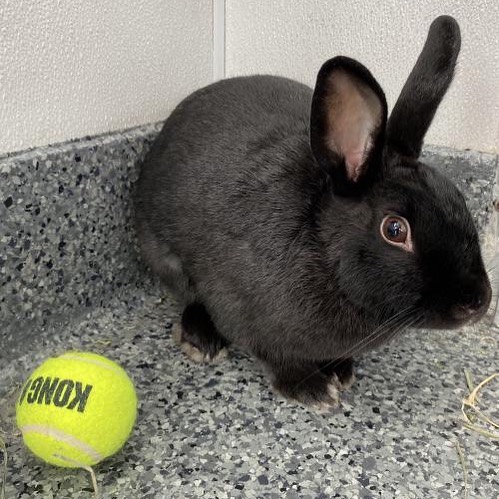 Diamond and Sparkles are sweet rabbits looking to hop into your life. If your interested in adopting please submit a application on our pets for adoption page. www.sterling shelter.org