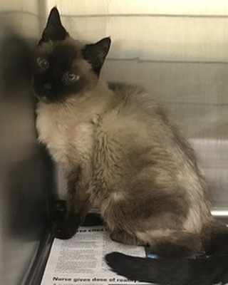 🙏🏻❤️Fosters Needed❤️🙏🏻
13 year old male <a target='_blank' href='https://www.instagram.com/explore/tags/siamesecat/'>#siamesecat</a> @nycacc surrendered when his owner died! 
If you can help this boy get out of the NYC shelter ASAP please message us for a foster volunteer application!  Must be within 100 miles of NYC! 
<a target='_blank' href='https://www.instagram.com/explore/tags/fosteringsaveslives/'>#fosteringsaveslives</a> 
<a target='_blank' href='https://www.instagram.com/explore/tags/fosteracat/'>#fosteracat</a>
<a target='_blank' href='https://www.instagram.com/explore/tags/catsofinstagram/'>#catsofinstagram</a> 
<a target='_blank' href='https://www.instagram.com/explore/tags/beautifulcats/'>#beautifulcats</a>
<a target='_blank' href='https://www.instagram.com/explore/tags/siamesecatsofinstagram/'>#siamesecatsofinstagram</a> 
<a target='_blank' href='https://www.instagram.com/explore/tags/adoptablecats/'>#adoptablecats</a>
<a target='_blank' href='https://www.instagram.com/explore/tags/fostercats/'>#fostercats</a>
<a target='_blank' href='https://www.instagram.com/explore/tags/rescuecats/'>#rescuecats</a>
<a target='_blank' href='https://www.instagram.com/explore/tags/fancycats/'>#fancycats</a>
<a target='_blank' href='https://www.instagram.com/explore/tags/savingfancycats/'>#savingfancycats</a>
<a target='_blank' href='https://www.instagram.com/explore/tags/fancyfelines4adoption/'>#fancyfelines4adoption</a>