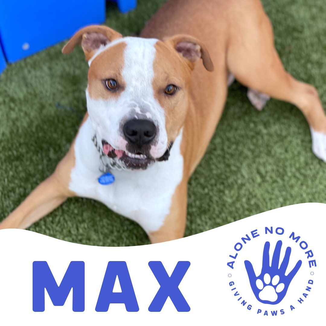 Max is still in need of his forever!! This young pup is extremely affectionate towards people, but he will need to be the only dog in the home. ❌🐶🐱❌

Apply to foster or adopt below, or on our website. 

<a target='_blank' href='https://www.instagram.com/explore/tags/adoptANM/'>#adoptANM</a> ⬇️
https://www.shelterluv.com/matchme/adopt/ANM/Dog

<a target='_blank' href='https://www.instagram.com/explore/tags/ANMfoster/'>#ANMfoster</a> ⬇️
https://www.shelterluv.com/matchme/foster/ANM/Dog