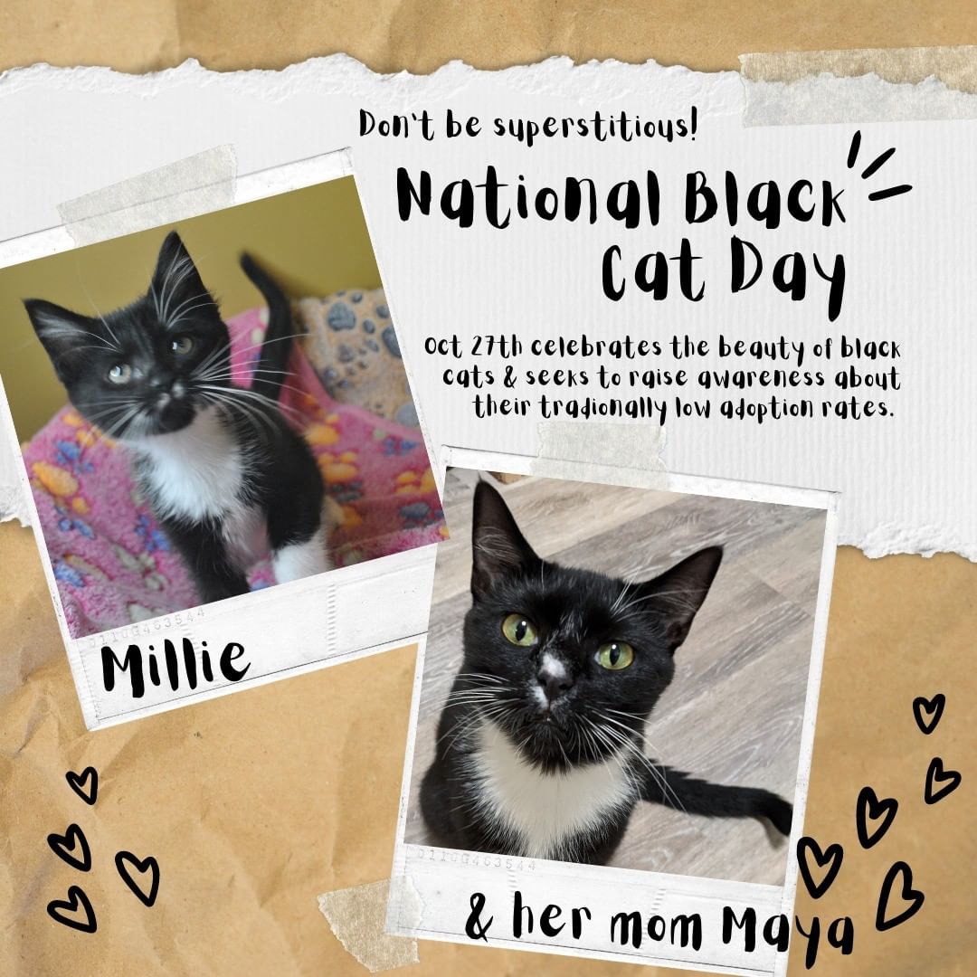 🖤Today is National Black Cat Day, and although we do not have any solid black cats to feature: Millie and her mom Maya have been waiting patiently in foster care for 4 months now! They are eager to land in a home of their very own. You can meet them both in person at the Petco store in Cookeville anytime during store hours. Go love on them today as we attempt to spread the word about the traditionally low/slow adoption rates of black and mostly black cats.<a target='_blank' href='https://www.instagram.com/explore/tags/aarftn/'>#aarftn</a> <a target='_blank' href='https://www.instagram.com/explore/tags/nationalblackcatday2021/'>#nationalblackcatday2021</a> <a target='_blank' href='https://www.instagram.com/explore/tags/rescuecatsrock/'>#rescuecatsrock</a>