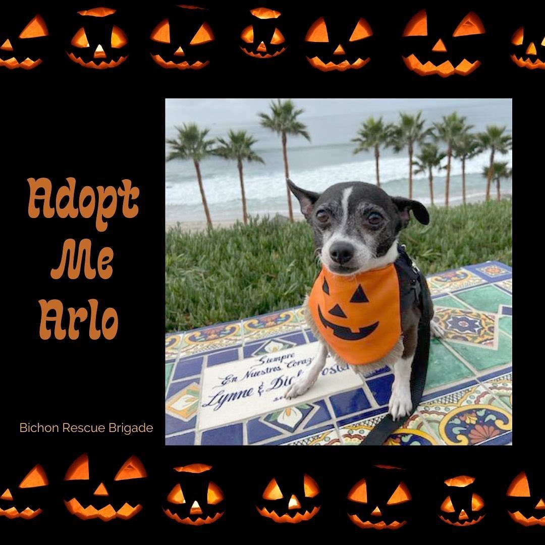 <a target='_blank' href='https://www.instagram.com/explore/tags/ADOPTME/'>#ADOPTME</a> - Arlo an adorable little 🎃 who is  mellow, LOVES affection and to be pet. He’s a sweet lap dog and the best snuggle buddy. He likes to lounge on his bed, the couch or next to his person. He gets very excited about his walks, going for a ride in the car,  and did someone mention t-r-e-a-t-s ?! Arlo is a <a target='_blank' href='https://www.instagram.com/explore/tags/chihuahua/'>#chihuahua</a> mix, 7 lbs, and aged to be ~7-8 year old. Arlo is house trained and walks nicely on a leash.  He is in <a target='_blank' href='https://www.instagram.com/explore/tags/SanDiego/'>#SanDiego</a> . Let’s find this little pumpkin his home and family.  Please <a target='_blank' href='https://www.instagram.com/explore/tags/SHARE/'>#SHARE</a> <a target='_blank' href='https://www.instagram.com/explore/tags/makeadifference/'>#makeadifference</a><a target='_blank' href='https://www.instagram.com/explore/tags/losangeles/'>#losangeles</a><a target='_blank' href='https://www.instagram.com/explore/tags/orangecounty/'>#orangecounty</a><a target='_blank' href='https://www.instagram.com/explore/tags/anaheim/'>#anaheim</a>#<a target='_blank' href='https://www.instagram.com/explore/tags/rescuedismyfavoritebreed/'>#rescuedismyfavoritebreed</a><a target='_blank' href='https://www.instagram.com/explore/tags/adoptable/'>#adoptable</a>
