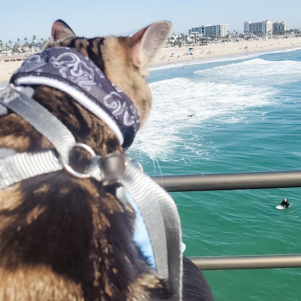 Oh, the places you’ll go! ⁣
⁣
Neo’s foster family couldn’t part ways with him…so he’s now become a permanent family member. And they even took him on a little beachy vacation for some fresh ocean air! 🌊 🐱 ⁣
⁣
Happy tails, Neo…enjoy your wonderful new life! 💙⁣
•⁣
•⁣
•⁣
<a target='_blank' href='https://www.instagram.com/explore/tags/findhappiness/'>#findhappiness</a> <a target='_blank' href='https://www.instagram.com/explore/tags/fosteringsaveslives/'>#fosteringsaveslives</a> <a target='_blank' href='https://www.instagram.com/explore/tags/fosterfail/'>#fosterfail</a> <a target='_blank' href='https://www.instagram.com/explore/tags/opttoadopt/'>#opttoadopt</a> <a target='_blank' href='https://www.instagram.com/explore/tags/adoptasheltercat/'>#adoptasheltercat</a> <a target='_blank' href='https://www.instagram.com/explore/tags/sheltercat/'>#sheltercat</a> <a target='_blank' href='https://www.instagram.com/explore/tags/catstagram/'>#catstagram</a> <a target='_blank' href='https://www.instagram.com/explore/tags/sheltercatsofinstagram/'>#sheltercatsofinstagram</a> <a target='_blank' href='https://www.instagram.com/explore/tags/happytails/'>#happytails</a> <a target='_blank' href='https://www.instagram.com/explore/tags/adoptdontshop/'>#adoptdontshop</a> <a target='_blank' href='https://www.instagram.com/explore/tags/lasvegas/'>#lasvegas</a> <a target='_blank' href='https://www.instagram.com/explore/tags/vegas/'>#vegas</a> <a target='_blank' href='https://www.instagram.com/explore/tags/spca/'>#spca</a> <a target='_blank' href='https://www.instagram.com/explore/tags/nevadaspca/'>#nevadaspca</a>