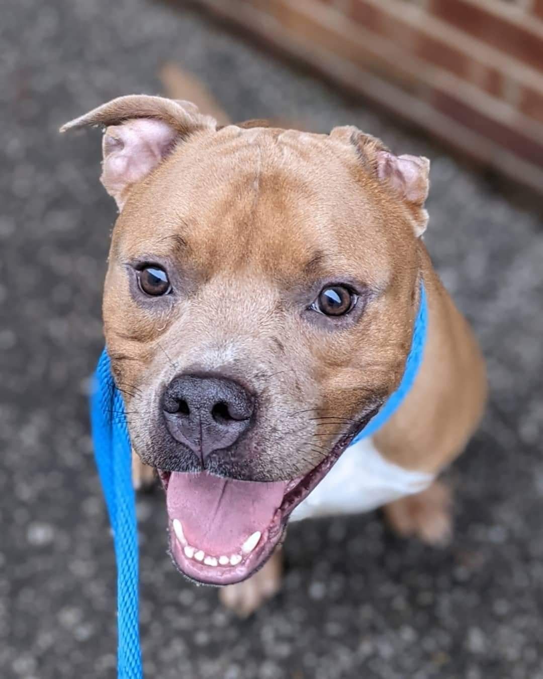 If Bronson is this outstandingly cute as a full grown boy, can you even IMAAAAAGINE the level of cuteness he must have had as a baby puppy?! says our volunteer Amy. 😍🥺🥰
✅ Dog Lover
✅ Cute TEEFIES
✅ Always Smiling
✅ LOVERBOY

And we couldn't agree more!! This boy exudes pure JOY!!! Bronson is just one of our cuties for our <a target='_blank' href='https://www.instagram.com/explore/tags/545FosterFriday/'>#545FosterFriday</a>! 
 
Fill out an application today ⬇️
FOSTER: https://www.icarestl.org/foster
Walk-in adoptions welcome Tuesday-Sunday, 11AM-5 PM

We may be having a CUTENESS competition this week! Next up.... 

Bumble:
✅ Over-the-top CUTE
✅ Friendly
✅ Newbie To CARE
✅ Soulful Eyes 👀

Linda:
✅  EARS For Days!
✅ Snuggle Bug
✅ Affectionate

Rasta:
✅ Sweetheart
✅ Newbie To CARE
✅ Face Will Make You Melt 🥰

Agostini:
✅ Newbie
✅ Laid-back
✅  Sweet!!! 🍭🍭

Fill out an application today ⬇️
FOSTER: https://www.icarestl.org/foster
<a target='_blank' href='https://www.instagram.com/explore/tags/DogsofInstagram/'>#DogsofInstagram</a> <a target='_blank' href='https://www.instagram.com/explore/tags/CareSTLDogs/'>#CareSTLDogs</a> <a target='_blank' href='https://www.instagram.com/explore/tags/FosteringSavesLives/'>#FosteringSavesLives</a>