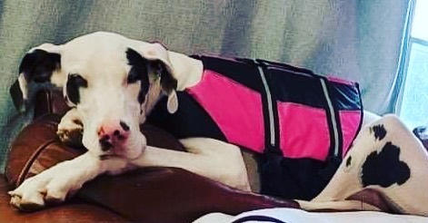 Good morning Dane fans! My name is Tulip and I am looking for my forever family!

I am an 11 month old Deaf and vision impaired gal. My foster fam says I am very smart and doing well with basic training. I get a little bit anxious when my human leaves and I don't do well in a crate, but my foster momma and I have been working on that. I love the attention of my people and playing with my foster siblings. I will be fully vetted, vaccinated and microchipped prior to adoption.

The folks here want us in training within 30 days of my adoption. Training is crucial for both of us to learn how to communicate well and for us to understand each other.  It is also essential part of us getting to know each other and to help me become a well mannered adult GREAT Dane!

For more information about our adoption process and an application please visit www.whitekissesgreatdanerescue.com/adopt

<a target='_blank' href='https://www.instagram.com/explore/tags/greatdane/'>#greatdane</a> <a target='_blank' href='https://www.instagram.com/explore/tags/dogs/'>#dogs</a> <a target='_blank' href='https://www.instagram.com/explore/tags/adoptdontshop/'>#adoptdontshop</a> <a target='_blank' href='https://www.instagram.com/explore/tags/dogsofinstagram/'>#dogsofinstagram</a> <a target='_blank' href='https://www.instagram.com/explore/tags/dog/'>#dog</a> <a target='_blank' href='https://www.instagram.com/explore/tags/greatdane/'>#greatdane</a> <a target='_blank' href='https://www.instagram.com/explore/tags/puppies/'>#puppies</a> <a target='_blank' href='https://www.instagram.com/explore/tags/cute/'>#cute</a> <a target='_blank' href='https://www.instagram.com/explore/tags/love/'>#love</a> <a target='_blank' href='https://www.instagram.com/explore/tags/family/'>#family</a> <a target='_blank' href='https://www.instagram.com/explore/tags/rescue/'>#rescue</a> <a target='_blank' href='https://www.instagram.com/explore/tags/greatdanesofinstagram/'>#greatdanesofinstagram</a> <a target='_blank' href='https://www.instagram.com/explore/tags/tuesday/'>#tuesday</a> <a target='_blank' href='https://www.instagram.com/explore/tags/holiday/'>#holiday</a> <a target='_blank' href='https://www.instagram.com/explore/tags/photooftheday/'>#photooftheday</a> <a target='_blank' href='https://www.instagram.com/explore/tags/puppy/'>#puppy</a> <a target='_blank' href='https://www.instagram.com/explore/tags/december/'>#december</a> <a target='_blank' href='https://www.instagram.com/explore/tags/holidays/'>#holidays</a> <a target='_blank' href='https://www.instagram.com/explore/tags/givingtuesday/'>#givingtuesday</a> <a target='_blank' href='https://www.instagram.com/explore/tags/adopt/'>#adopt</a>