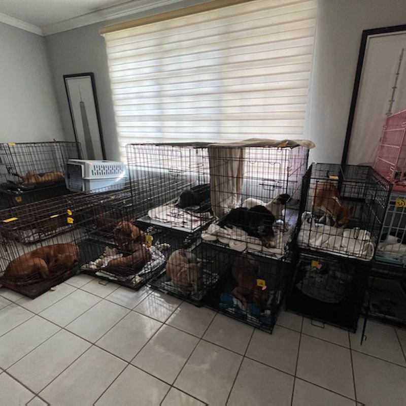 Last weekend we did a thing, a big thing!!! We sponsored a <a target='_blank' href='https://www.instagram.com/explore/tags/spayandneueter/'>#spayandneueter</a> with our friend @toothandhoney, that was hosted by the AMAZING women who run @thepuertoricodogfund. Together we got 64 dogs and cats fixed, 46 being females which is huge!!! This 2 day clinic helped prevent soooooooo many “unwanted” puppies and kittens that would have likely ended up neglected and on the street, eventually creating even more “unwanted” dogs and cats. Spay & neuter is the only way to address the core of the issue, and we are so grateful to be teaming up with such awesome humans to make it happen. 

A huge thank you to co-sponsor @toothandhoney for joining forces and making it possible for this to be a 2 day clinic, to the kick ass humans behind @thepuertoricodogfund who brought this all to life, and busted their butts on the ground out in PR making it all happen, and we’d also like to give a shout out to our long time supporter @siriusorbit for contributing $500 to another one of our clinics. Team work really and truly makes the dream work, and shoot-dang, we got ourselves one pretty incredible one! 🙏🏼😎 

We will be co-hosting another clinic in Mexico next month, and with your support will be able to keep up this momentum! For $5 Friday please consider donating a few bucks towards our spay & neuter fund, or if you have a business that would be interested in a partial sponsorship please contact us at info@northwestdogproject.org with “spay & neuter” in the subject line. ♥️ 

Venmo: nwdpOR 
PayPal: donations@northwestdogproject.org
Patreon: link in bio