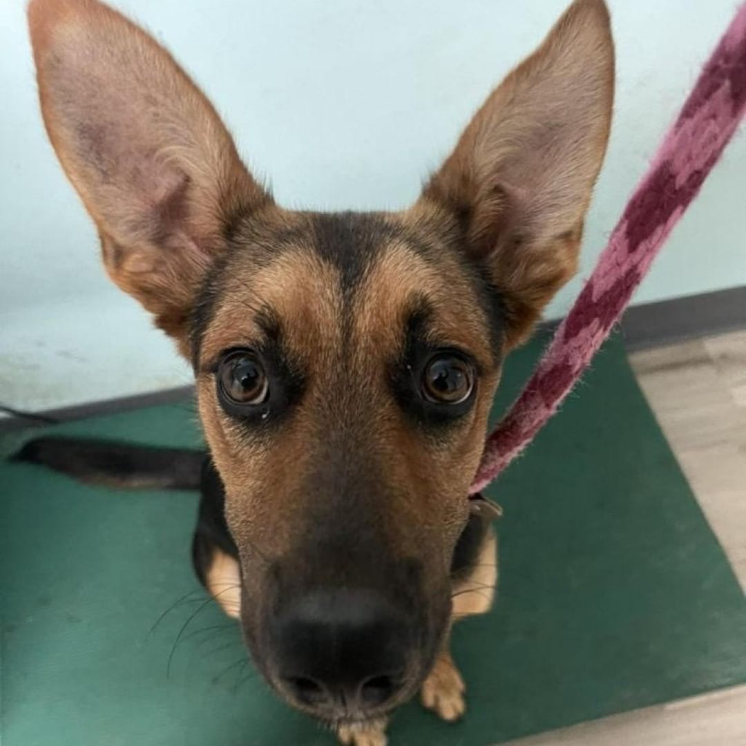 If Bronson is this outstandingly cute as a full grown boy, can you even IMAAAAAGINE the level of cuteness he must have had as a baby puppy?! says our volunteer Amy. 😍🥺🥰
✅ Dog Lover
✅ Cute TEEFIES
✅ Always Smiling
✅ LOVERBOY

And we couldn't agree more!! This boy exudes pure JOY!!! Bronson is just one of our cuties for our <a target='_blank' href='https://www.instagram.com/explore/tags/545FosterFriday/'>#545FosterFriday</a>! 
 
Fill out an application today ⬇️
FOSTER: https://www.icarestl.org/foster
Walk-in adoptions welcome Tuesday-Sunday, 11AM-5 PM

We may be having a CUTENESS competition this week! Next up.... 

Bumble:
✅ Over-the-top CUTE
✅ Friendly
✅ Newbie To CARE
✅ Soulful Eyes 👀

Linda:
✅  EARS For Days!
✅ Snuggle Bug
✅ Affectionate

Rasta:
✅ Sweetheart
✅ Newbie To CARE
✅ Face Will Make You Melt 🥰

Agostini:
✅ Newbie
✅ Laid-back
✅  Sweet!!! 🍭🍭

Fill out an application today ⬇️
FOSTER: https://www.icarestl.org/foster
<a target='_blank' href='https://www.instagram.com/explore/tags/DogsofInstagram/'>#DogsofInstagram</a> <a target='_blank' href='https://www.instagram.com/explore/tags/CareSTLDogs/'>#CareSTLDogs</a> <a target='_blank' href='https://www.instagram.com/explore/tags/FosteringSavesLives/'>#FosteringSavesLives</a>