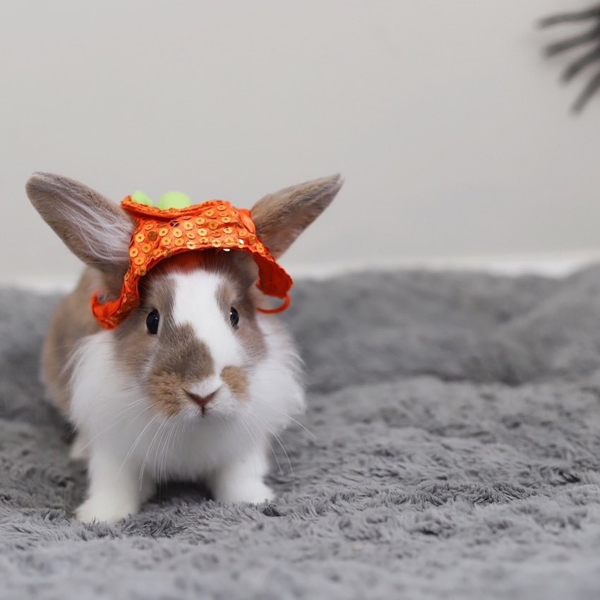 Hoppy Halloween 🎃🐰