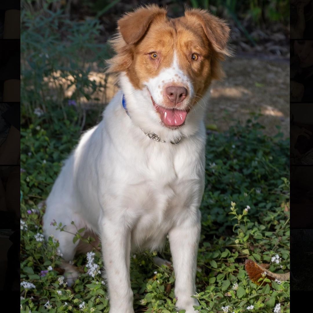 🍒 
Meet our beautiful 5-year-old Cattle/Aussie Shepherd mommy Cherry! We rescued her and her puppies from an Indian reservation, sadly they all arrived with Parvo! But with your generosity and support we were able to save them! 🙏🏼🎉 💪🏼 They are all doing AMAZING and have all been ADOPTED! Now its her turn!  Cherry is a very energetic, happy-go-lucky gal that thrives around other dogs. She is very loving and would make a great family pet. Did we mention she’s even cuter in person! 😍  Thank you to @dlundin for capturing her beauty 🙏🏼😊 Apply to adopt Cherry on our website!