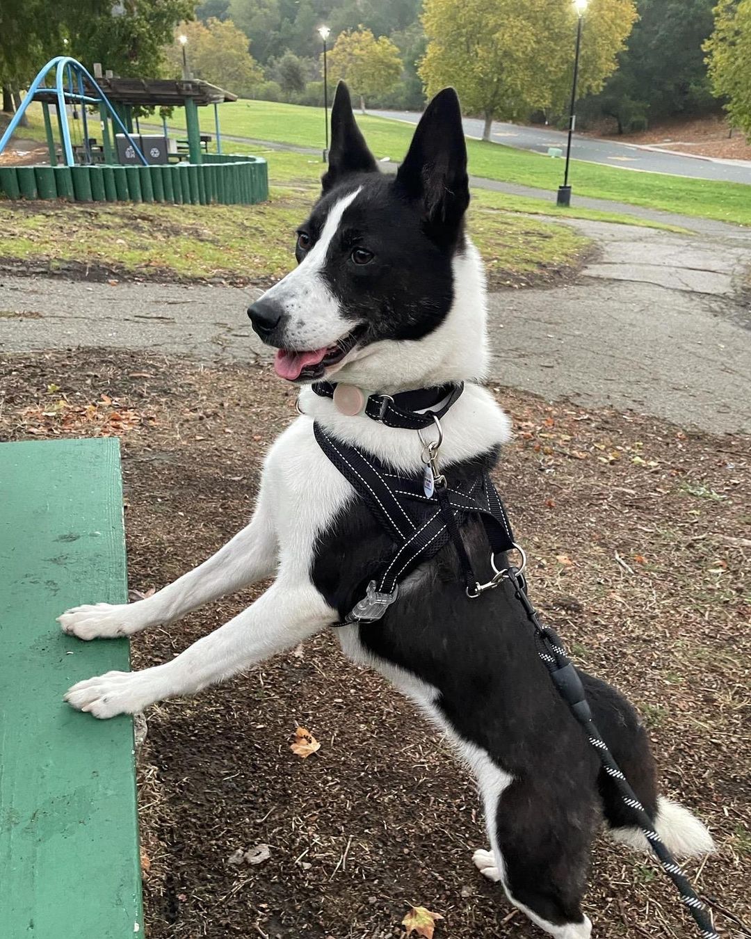 𝐋𝐀𝐈𝐊𝐀 🐾 
Age: 3 year old
Gender: F
Weight: 40-45lbs
Breed: Laika/Jindo mix
Dog: ✔️
Kids: ✔️
Cats: N/A
House-trained: ✔️
Crate trained: ✔️
Leash: In Training
Fostered In: Richmond (El Sobrante), CA
____

Meet Laika! 🐶 Laika is an adorable 3 year old Jindo/Collie mix! Laika is a wonderful dog with tons of personality. She is sweet, friendly, playful, and smart. Despite her harsh past she still loves human affection and interaction. She will sit there forever while you hold her face in your hands and give her kisses! She has spent time with kids (4-12 years old) and has never shown anything but her sweet temperament. She is not shy or skittish. She has a naughty side and is into *everything* she can reach, including your shoes, socks, stuffed animals, slippers, Halloween decorations(!)... so she will need to be watched until she learns the ropes and rules of the house. She is eager to please and learns quickly. Super smart.

Laika is highly toy motivated, especially balls, and learning to play a proper game of fetch (rather than keep away!), which is probably her favorite activity in life right now! She is very playful with her foster home's 2-year old female husky mix so having another playful dog would be a good match. She is a high energy dog and loves long walks, hikes, and runs. This girl can GO so an active, involved owner that can devote regular exercise and focused playtime would be ideal. She is very calm and relaxed at home after she has been exercised.

She has started some basic obedience and responds well to leadership. She is comfortable in her kennel. She eats meals in her crate, and sleeps through the night in it. She is housetrained, but is given regular potty breaks (every 2 hours) throughout the day. She is still learning leash manners but is improving every day.

We know you will fall in love with Laika when you meet her. She is a special dog that is waiting for her special family. This is your chance to give this amazing dog her second chance! Laika ia patiently waiting! 💕

If you’re interested in adopting, please fill out an adoption application on our website (link in bio)! 😊