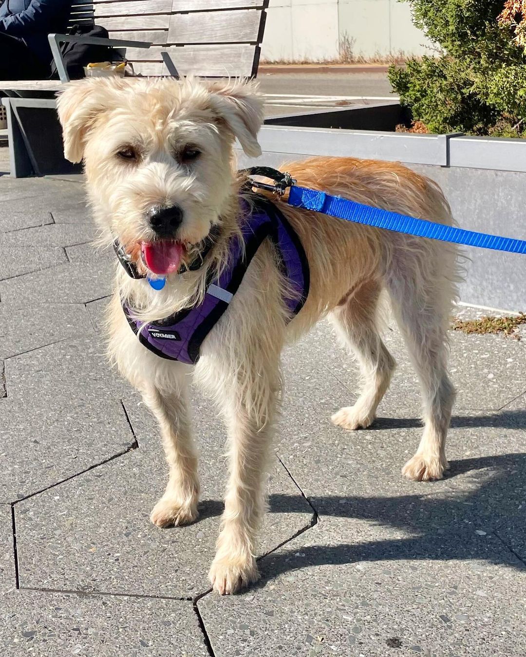 Here’s Nodam! 🤩 He’s a 2-year-old male Terrier mix and weighs about 35 pounds. We rescued him from the Aerinwon shelter in Korea and now he’s in NYC for adoption! Nodam’s best described as friendly, affectionate, sweet, and sensitive. He’s doing awesome with crate training and potty training so far. 🙌🏽 He’s also starting to play with toys, enjoys hanging out with his foster brother (dog), and likes being near his foster parents. He would do best with a patient adopter that can help him build more confidence with busy and loud areas outdoors. Nodam’s hoping he finds his forever home soon!

🐕 On a case-by-case basis, we accept applications from residents living within 30-miles of NYC and certain areas within CT, PA, D.C., MD, and MA. Check koreank9rescue.org/adopt for more details! 📝⁠⁠⁠⁠⁠⁠⁠⁠⁠⁠⁠⁠⁠

<a target='_blank' href='https://www.instagram.com/explore/tags/terrier/'>#terrier</a> <a target='_blank' href='https://www.instagram.com/explore/tags/adoptmenyc/'>#adoptmenyc</a> <a target='_blank' href='https://www.instagram.com/explore/tags/nyc/'>#nyc</a> <a target='_blank' href='https://www.instagram.com/explore/tags/korea/'>#korea</a> <a target='_blank' href='https://www.instagram.com/explore/tags/adoptme/'>#adoptme</a> <a target='_blank' href='https://www.instagram.com/explore/tags/adoptmeplease/'>#adoptmeplease</a> <a target='_blank' href='https://www.instagram.com/explore/tags/koreank9rescue/'>#koreank9rescue</a> <a target='_blank' href='https://www.instagram.com/explore/tags/kk9r/'>#kk9r</a> <a target='_blank' href='https://www.instagram.com/explore/tags/spay/'>#spay</a> <a target='_blank' href='https://www.instagram.com/explore/tags/neuter/'>#neuter</a> <a target='_blank' href='https://www.instagram.com/explore/tags/rescueismyfavoritebreed/'>#rescueismyfavoritebreed</a> <a target='_blank' href='https://www.instagram.com/explore/tags/rescuedog/'>#rescuedog</a> <a target='_blank' href='https://www.instagram.com/explore/tags/everydogdeserveslove/'>#everydogdeserveslove</a> <a target='_blank' href='https://www.instagram.com/explore/tags/showlovekorea/'>#showlovekorea</a>