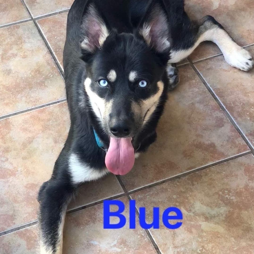 AVAILABLE FOR ADOPTION 
<a target='_blank' href='https://www.instagram.com/explore/tags/AdoptAFriend/'>#AdoptAFriend</a> 🔵 Blue

Blue is a husky/shepherd mix and is approximately 2 years old. He is neutered and all of his vaccines are current.

When Blue was rescued he had half of one leg missing (the wound was still bloody and open). However, since he was found on the street, we have no idea what happen to him. The poor dog was in terrible shape--extremely malnourished and underweight. He was taken to the vet for immediate surgery to try to fix what was left of his leg, but because of complications, he ended up having to have the entire leg amputated.

FINALLY after many months we are happy to announce that even though he is a tripod doggie, he gets around fine on 3 legs and is in great shape!
He is a very affectionate boy, gets along well with other dogs, is quite sociable and walks pretty well. As you can see, he is a beautiful dog and seems not to have been affected by all the trauma and pain that he went through. Blue is looking for a home with a yard where he can lay on some grass and have a loving family to take care of him for the rest of his life.

If you would like to fill out an adoption aplication for Blue visit our website(link in bio)
☎️📞📱
 Vicky Godoy (619) 733-1512

<a target='_blank' href='https://www.instagram.com/explore/tags/fhstj/'>#fhstj</a><a target='_blank' href='https://www.instagram.com/explore/tags/adoptadogsandiego/'>#adoptadogsandiego</a><a target='_blank' href='https://www.instagram.com/explore/tags/adoptdontshop/'>#adoptdontshop</a><a target='_blank' href='https://www.instagram.com/explore/tags/dog/'>#dog</a><a target='_blank' href='https://www.instagram.com/explore/tags/puppy/'>#puppy</a><a target='_blank' href='https://www.instagram.com/explore/tags/sandiego/'>#sandiego</a><a target='_blank' href='https://www.instagram.com/explore/tags/Bluethedog/'>#Bluethedog</a><a target='_blank' href='https://www.instagram.com/explore/tags/mansbestfriend/'>#mansbestfriend</a><a target='_blank' href='https://www.instagram.com/explore/tags/petadoption/'>#petadoption</a><a target='_blank' href='https://www.instagram.com/explore/tags/petadoptionevent/'>#petadoptionevent</a><a target='_blank' href='https://www.instagram.com/explore/tags/dogsofsandiego/'>#dogsofsandiego</a><a target='_blank' href='https://www.instagram.com/explore/tags/adoptafriend/'>#adoptafriend</a><a target='_blank' href='https://www.instagram.com/explore/tags/petco/'>#petco</a>