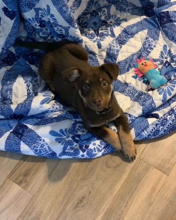 Gohan's adopter just sent an update: He’s doing amazing! He’s such a great puppy! He’s very patient, attentive and a quick learner.