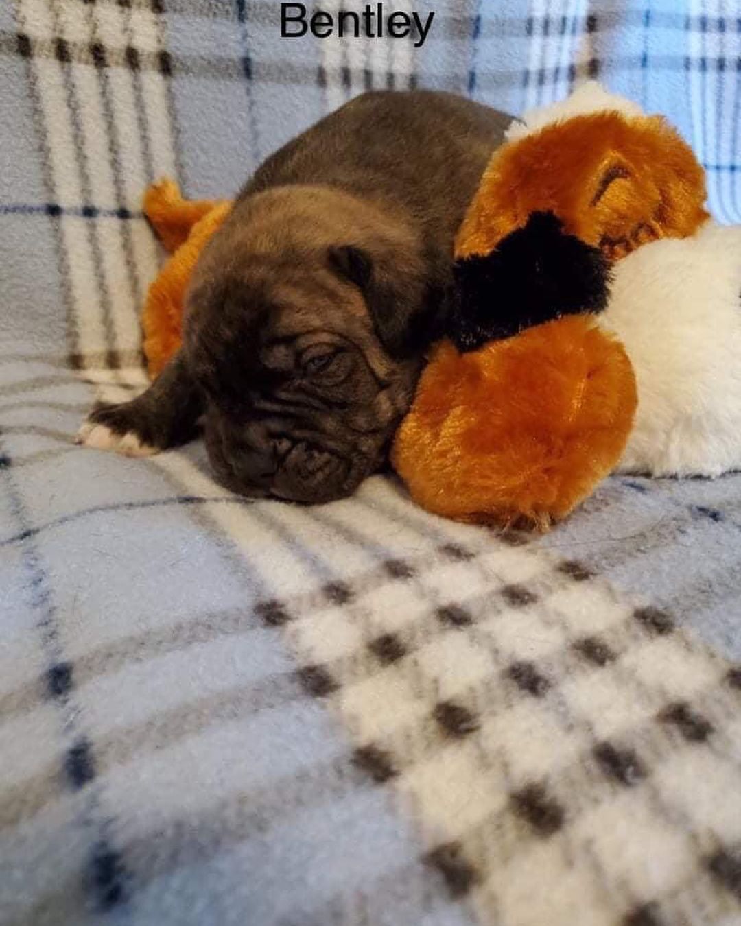 Updated pics of the Bluey litter! 

They love the puppies from Amazon. At $30-$40 each, it would be impossible for us to purchase them for each litter. Thank you to everyone that purchased from their Amazon list! They will go to their furever homes as well. 

<a target='_blank' href='https://www.instagram.com/explore/tags/bdhp/'>#bdhp</a> <a target='_blank' href='https://www.instagram.com/explore/tags/bdhpi/'>#bdhpi</a> <a target='_blank' href='https://www.instagram.com/explore/tags/bigdogshugepaws/'>#bigdogshugepaws</a>