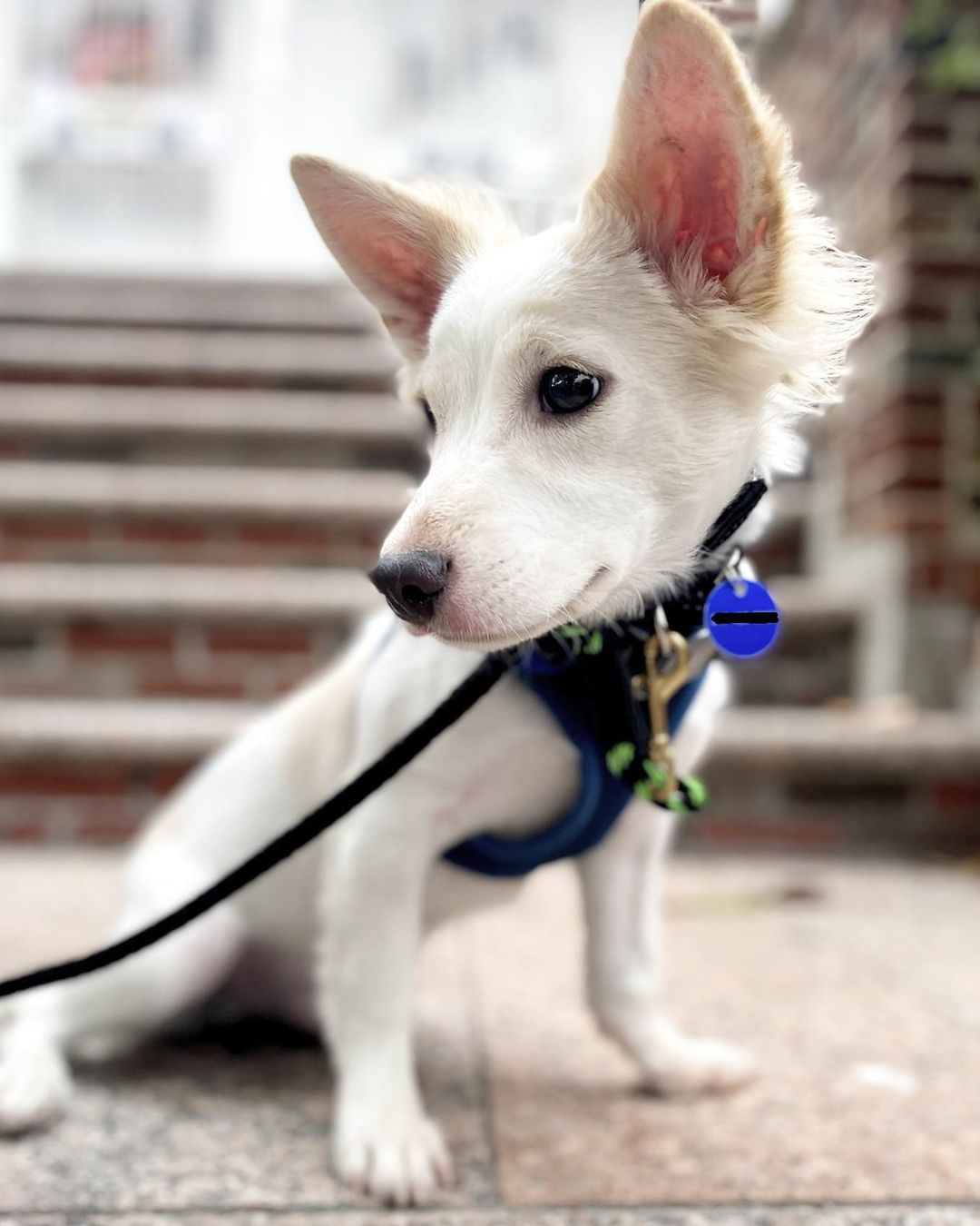 They don’t get any sweeter than Somang! 💗 He’s a 6-month-old male Jindo mix and weighs about 12 pounds. Somang was rescued from the Seoul city shelter. He’s potty trained and doing well with crate training. Somang is best described as outgoing, friendly, energetic, happy-go-lucky, and sweet. He’s a confident, curious walker and likes to stop to sniff (and sometimes lick!) leaves. 🍂 Somang is very affectionate and loves being around people. He’s also a quick learner and knows the “Sit” command! If Somang sounds like the dog you’ve been looking for, apply to adopt!

🐕 On a case-by-case basis, we accept applications from residents living within 30-miles of NYC and certain areas within CT, PA, D.C., MD, and MA. Check koreank9rescue.org/adopt for more details! 📝⁠⁠⁠⁠⁠⁠⁠⁠⁠⁠⁠⁠⁠

<a target='_blank' href='https://www.instagram.com/explore/tags/jindo/'>#jindo</a> <a target='_blank' href='https://www.instagram.com/explore/tags/adoptmenyc/'>#adoptmenyc</a> <a target='_blank' href='https://www.instagram.com/explore/tags/nyc/'>#nyc</a> <a target='_blank' href='https://www.instagram.com/explore/tags/korea/'>#korea</a> <a target='_blank' href='https://www.instagram.com/explore/tags/adoptme/'>#adoptme</a> <a target='_blank' href='https://www.instagram.com/explore/tags/adoptmeplease/'>#adoptmeplease</a> <a target='_blank' href='https://www.instagram.com/explore/tags/koreank9rescue/'>#koreank9rescue</a> <a target='_blank' href='https://www.instagram.com/explore/tags/kk9r/'>#kk9r</a> <a target='_blank' href='https://www.instagram.com/explore/tags/spay/'>#spay</a> <a target='_blank' href='https://www.instagram.com/explore/tags/neuter/'>#neuter</a> <a target='_blank' href='https://www.instagram.com/explore/tags/rescueismyfavoritebreed/'>#rescueismyfavoritebreed</a> <a target='_blank' href='https://www.instagram.com/explore/tags/rescuedog/'>#rescuedog</a> <a target='_blank' href='https://www.instagram.com/explore/tags/everydogdeserveslove/'>#everydogdeserveslove</a> <a target='_blank' href='https://www.instagram.com/explore/tags/showlovekorea/'>#showlovekorea</a>