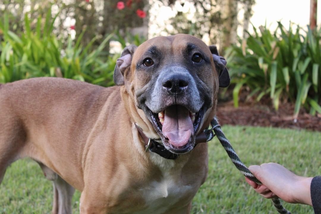 Love big dogs? ❤️ So do we! Maximus, Bowman, Webster, and Holstein are just a few of our large dogs waiting to meet you at the Humane Society of South Coastal Georgia. Visit them Tuesday-Friday from 11-4, or on Saturday by appointment only. to schedule an appointment, email humanesociety@hsscg.org.
www.HSSCG.org
-------------
<a target='_blank' href='https://www.instagram.com/explore/tags/stsimons/'>#stsimons</a> <a target='_blank' href='https://www.instagram.com/explore/tags/stsimonsisland/'>#stsimonsisland</a> <a target='_blank' href='https://www.instagram.com/explore/tags/seaisland/'>#seaisland</a> <a target='_blank' href='https://www.instagram.com/explore/tags/jekyllisland/'>#jekyllisland</a> <a target='_blank' href='https://www.instagram.com/explore/tags/brunswick/'>#brunswick</a> <a target='_blank' href='https://www.instagram.com/explore/tags/goldenisles/'>#goldenisles</a> <a target='_blank' href='https://www.instagram.com/explore/tags/jacksonville/'>#jacksonville</a> <a target='_blank' href='https://www.instagram.com/explore/tags/savannah/'>#savannah</a> <a target='_blank' href='https://www.instagram.com/explore/tags/humane/'>#humane</a> <a target='_blank' href='https://www.instagram.com/explore/tags/adoptdontshop/'>#adoptdontshop</a> <a target='_blank' href='https://www.instagram.com/explore/tags/adopt/'>#adopt</a> <a target='_blank' href='https://www.instagram.com/explore/tags/dogs/'>#dogs</a> <a target='_blank' href='https://www.instagram.com/explore/tags/dogsofinstagram/'>#dogsofinstagram</a> <a target='_blank' href='https://www.instagram.com/explore/tags/rescuedog/'>#rescuedog</a> <a target='_blank' href='https://www.instagram.com/explore/tags/animalshelter/'>#animalshelter</a> <a target='_blank' href='https://www.instagram.com/explore/tags/hsscg/'>#hsscg</a>