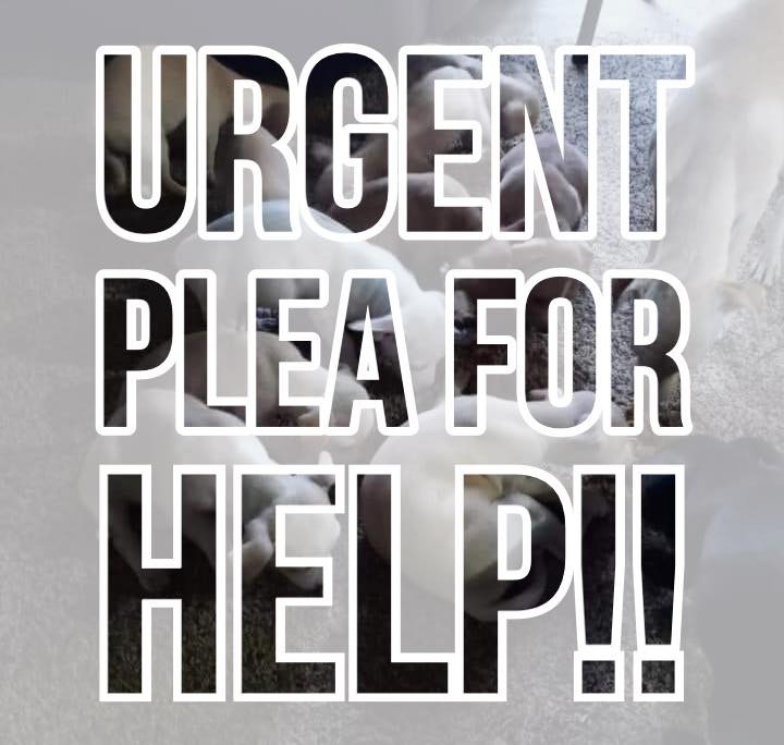 Does it seem like we are always asking for your help?  If there was ever a time we needed it, this is it. We really need our community in order to take on this call for help.

We are assisting a with a terrible situation unfolding involving 80-ish chihuahuas. Yup … more chihuahuas.  @Helping Hands Rescue will also be assisting with this situation.  This situation is happening in Southern Idaho.  Between HHR and us we are hoping to take in 25-30 of these chihuahuas.  There are adults, puppies, seniors, pregnant mommas, etc.  There are some that will need veterinary care, but will have vaccines, flea treatments, and deworming before leaving the humane society down there.

We and HHR need will need:

▶️ Small breed dog food (wet and dry)
▶️ Small breed puppy food (wet and dry)
▶️ Potty Pads
▶️ Foster homes that understand socialization and trust might be their biggest hurdle
▶️ Money for Veterinary care, gas for transports, and supplies
▶️ Exercise pens
▶️ People who can assist in transporting some of these pups from Southern Idaho to Lewiston
▶️ Towels and wash clothes
▶️ Hypoallergenic Baby Wipes
▶️ Bleach, Bleach wipes, etc.

You can donate via:

PayPal IARN:  PayPal.me/IdahoPetRescue 

PayPal HHR:  PayPal.me/HelpingHandsRescue

Venmo:  IdahoPetRescue (4 digit code is 9751)

Chewy Wishlist: https://www.chewy.com/g/idaho-animal-rescue-network_b71203793

Mailing Address:

Idaho Animal Rescue Network
2021 Ripon Ave
Lewiston ID 83501

⛔️ We are a 501(c)(3) nonprofit. Donations are tax deductible.  Tax receipts are available upon request.