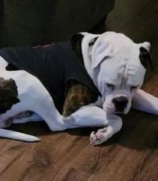 🚨URGENT FOSTER NEEED🚨3 yr old American Bulldog-will be 4 in Jan. Good with other dogs, loves kids, a little shy with new people, but warms up-just didn’t get tons of socializing when he was younger.  Up to date on shots and will need to be neutered.  Loves ice cream, walks and car rides!! 🚘 🍦 

🌟Who can step up and save this guy so he does not end up at AC or worse in wrong hands!🌈

Foster or Foster to adopt application here:
👉￼ https://www.shelterluv.com/matchme/adopt/LKR/Dog