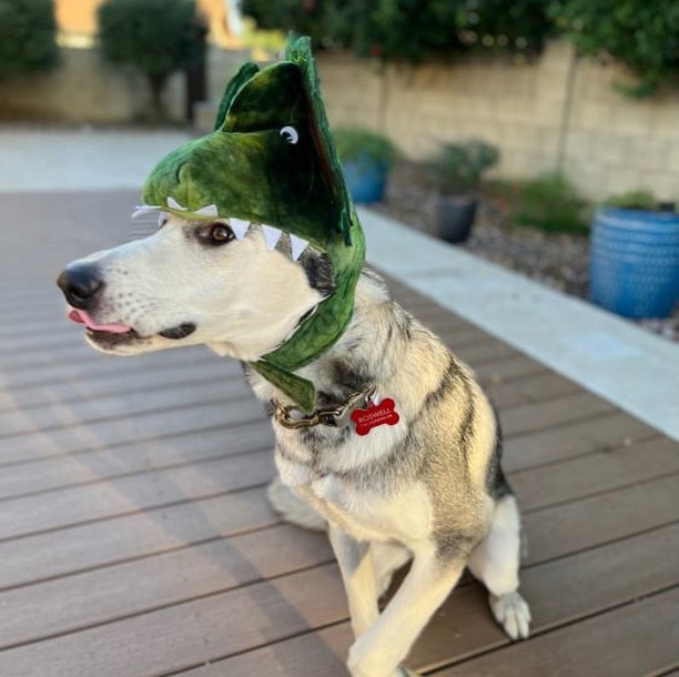 🕸🖤🎃👻 SPOOKY PUP OF THE DAY 👻🎃🖤🕸

Time for a medical pupdate! Remember Shiloh? This guy had what we believe to be a bullet hole right through the skin on his muzzle! We were thankfully able to fill a run of amazing volunteers to emergency transport him to us in Phoenix for facial reconstruction surgery - and we can't believe how good he looks now!!!

Shiloh has been adopted and is loving life in his new forever home - he is a dragon for Halloween this year and he is so happy to show you his new and improved smile :)

Congrats to Shiloh and family!! 🖤