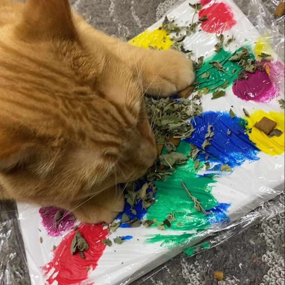 Ok, cat lovers and art collectors. Ollie spent a lot of time on his masterpiece. He's even stated that the lucky person that adopts him gets to bring home his one-of-a-kind piece of art! He calls it 