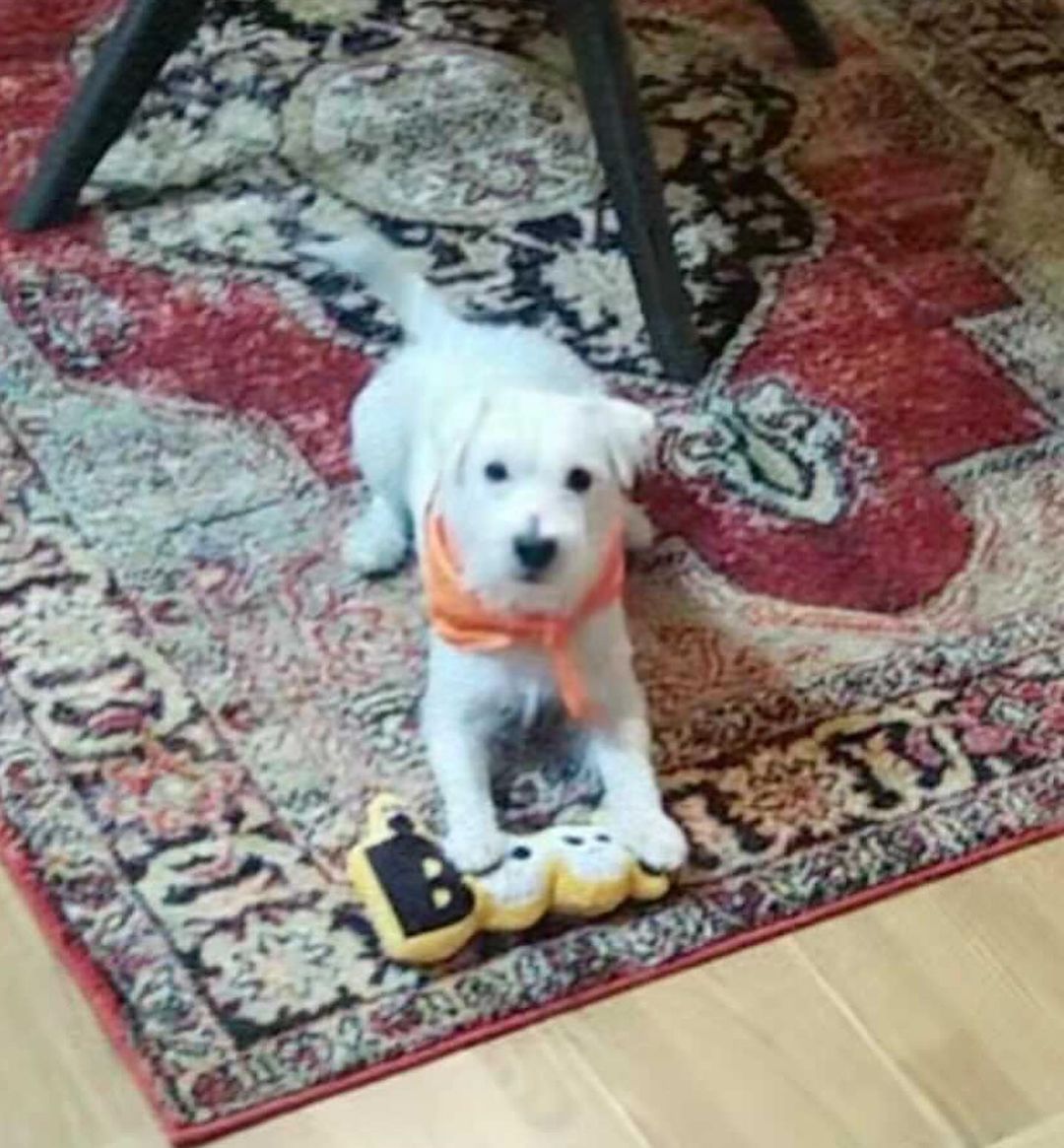 Hank the 🐝 Bee’s  bud Ace was our other door prize winner at the beginning of our Costume contest and received a @chewy Halloween gift box, just in time for Halloween! 🎃👻🧡

Thanks so much to Blane and Ace for their support!! Enjoy your prizes! 🥳🐶🧡

<a target='_blank' href='https://www.instagram.com/explore/tags/wholesomecontent/'>#wholesomecontent</a> <a target='_blank' href='https://www.instagram.com/explore/tags/dogsfordoxies/'>#dogsfordoxies</a> <a target='_blank' href='https://www.instagram.com/explore/tags/chewy/'>#chewy</a> <a target='_blank' href='https://www.instagram.com/explore/tags/onehappypup/'>#onehappypup</a> <a target='_blank' href='https://www.instagram.com/explore/tags/trickortreat/'>#trickortreat</a> <a target='_blank' href='https://www.instagram.com/explore/tags/goodboi/'>#goodboi</a> <a target='_blank' href='https://www.instagram.com/explore/tags/foragoodcause/'>#foragoodcause</a> <a target='_blank' href='https://www.instagram.com/explore/tags/feelgoodphoto/'>#feelgoodphoto</a> <a target='_blank' href='https://www.instagram.com/explore/tags/lazysunday/'>#lazysunday</a> <a target='_blank' href='https://www.instagram.com/explore/tags/playtime/'>#playtime</a> <a target='_blank' href='https://www.instagram.com/explore/tags/adoptdontshop/'>#adoptdontshop</a> <a target='_blank' href='https://www.instagram.com/explore/tags/dachshundrescue/'>#dachshundrescue</a>