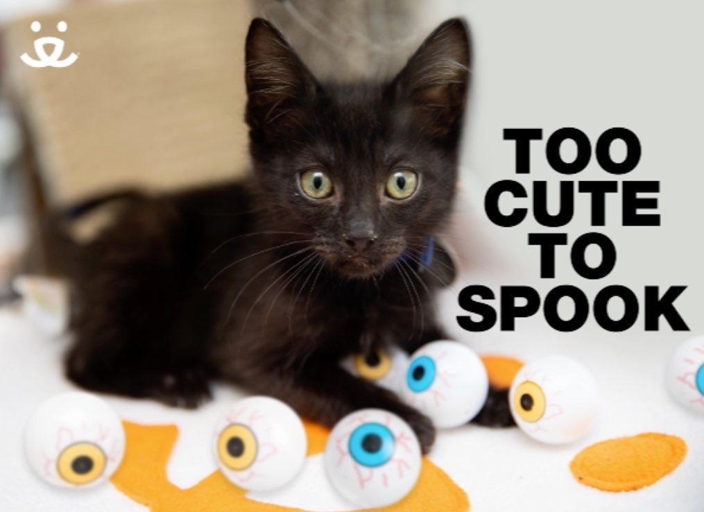 Treat yourself to a Halloween 🎃houseguest! It's downright spooky how many kittens 🐱 enter Utah shelters who need urgent rescue and care. 

Our Salt Lake program is looking for Kitten First Responders who can bottle 🍼feed kittens overnight while we secure a long-term foster home! 

If you’re interested in learning more about our Kitten First Responder program, visit bit.ly/BFUTFoster (DM us for a link), email utahfoster@bestfriends.org or just drop by our Lifesaving Center at 2005 S. 1100 E. to pick up a kitten to foster this Halloween weekend! 😻

<a target='_blank' href='https://www.instagram.com/explore/tags/SaveThemAll/'>#SaveThemAll</a> <a target='_blank' href='https://www.instagram.com/explore/tags/BestFriendsUtah/'>#BestFriendsUtah</a> <a target='_blank' href='https://www.instagram.com/explore/tags/BestFriendsAnimalSociety/'>#BestFriendsAnimalSociety</a> <a target='_blank' href='https://www.instagram.com/explore/tags/SLC/'>#SLC</a> <a target='_blank' href='https://www.instagram.com/explore/tags/adoptdontshop/'>#adoptdontshop</a> <a target='_blank' href='https://www.instagram.com/explore/tags/SaltLakeCity/'>#SaltLakeCity</a> <a target='_blank' href='https://www.instagram.com/explore/tags/Utah/'>#Utah</a> <a target='_blank' href='https://www.instagram.com/explore/tags/fosteringsaveslives/'>#fosteringsaveslives</a> <a target='_blank' href='https://www.instagram.com/explore/tags/fosterkitten/'>#fosterkitten</a> <a target='_blank' href='https://www.instagram.com/explore/tags/NKUT/'>#NKUT</a> <a target='_blank' href='https://www.instagram.com/explore/tags/BestFriendsSLC/'>#BestFriendsSLC</a> <a target='_blank' href='https://www.instagram.com/explore/tags/kittenfostering/'>#kittenfostering</a>