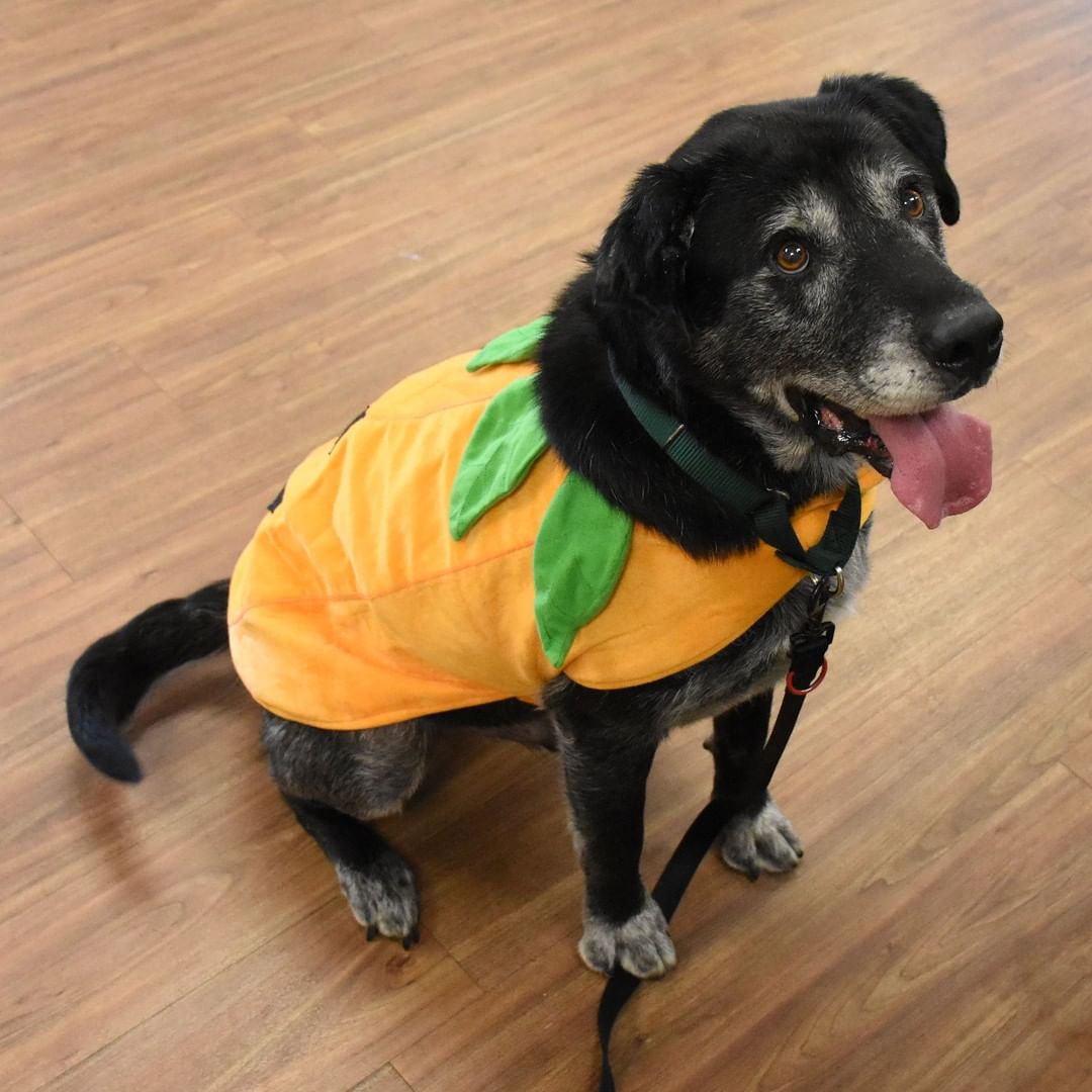 🎃😻 Austin is an energetic, friendly, older dog. While he may be wearing a pumpkin costume, he typically disguises himself as a large lapdog, weighing in at 80 lbs. He loves being with people but he may be a bit overwhelming for other dogs. Austin also likes to play and he enjoy yummy treats.

Stop the Center to meet Austin. He's pretty <a target='_blank' href='https://www.instagram.com/explore/tags/Pawsome/'>#Pawsome</a>! Austin's adoption is sponsored by @mc_facc. 

<a target='_blank' href='https://www.instagram.com/explore/tags/MCPetAdoption/'>#MCPetAdoption</a> <a target='_blank' href='https://www.instagram.com/explore/tags/AdoptDontShop/'>#AdoptDontShop</a> <a target='_blank' href='https://www.instagram.com/explore/tags/DogWearingCostume/'>#DogWearingCostume</a> <a target='_blank' href='https://www.instagram.com/explore/tags/MontgomeryCountyVA/'>#MontgomeryCountyVA</a> <a target='_blank' href='https://www.instagram.com/explore/tags/BlacksburgVA/'>#BlacksburgVA</a> <a target='_blank' href='https://www.instagram.com/explore/tags/ChristiansburgVA/'>#ChristiansburgVA</a> <a target='_blank' href='https://www.instagram.com/explore/tags/Blacksburg/'>#Blacksburg</a> <a target='_blank' href='https://www.instagram.com/explore/tags/Christiansburg/'>#Christiansburg</a>