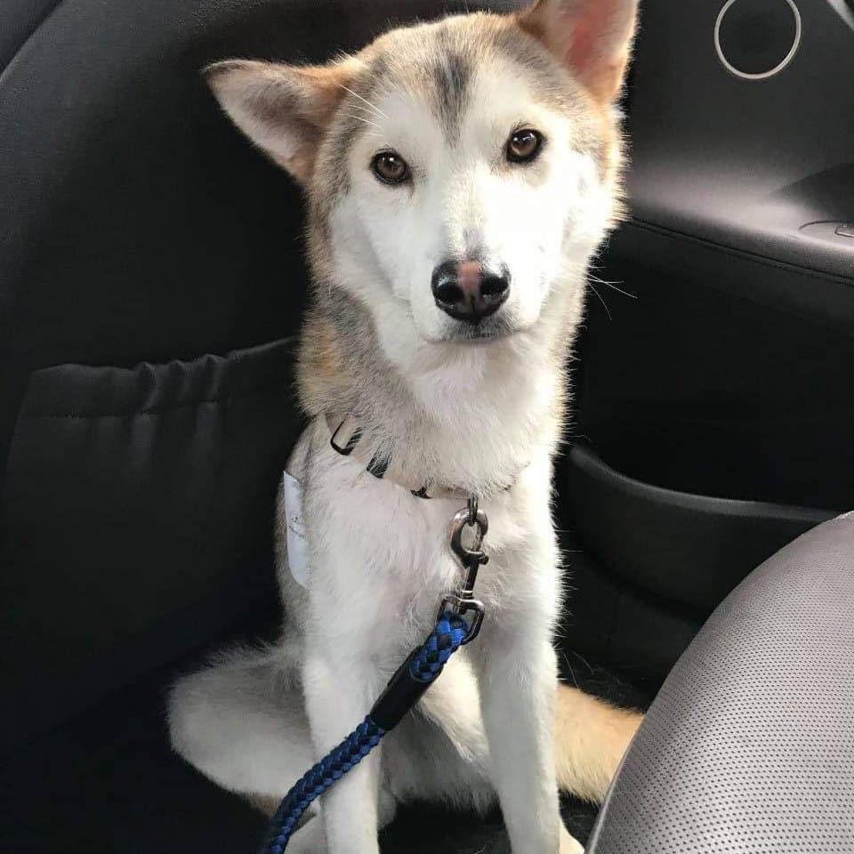 ARRIVES NOVEMBER 15

Lea is a husky mix that loves people - both adults and children, super sweet, loves to cuddle, but has a prey drive (towards stray cats)

Great with dogs. 2 years old and 30ish lbs.

If interested in fostering or adopting, email us at twentypawsrescue@gmail.com or info@twentypawsrescue.com. You can also dm us!