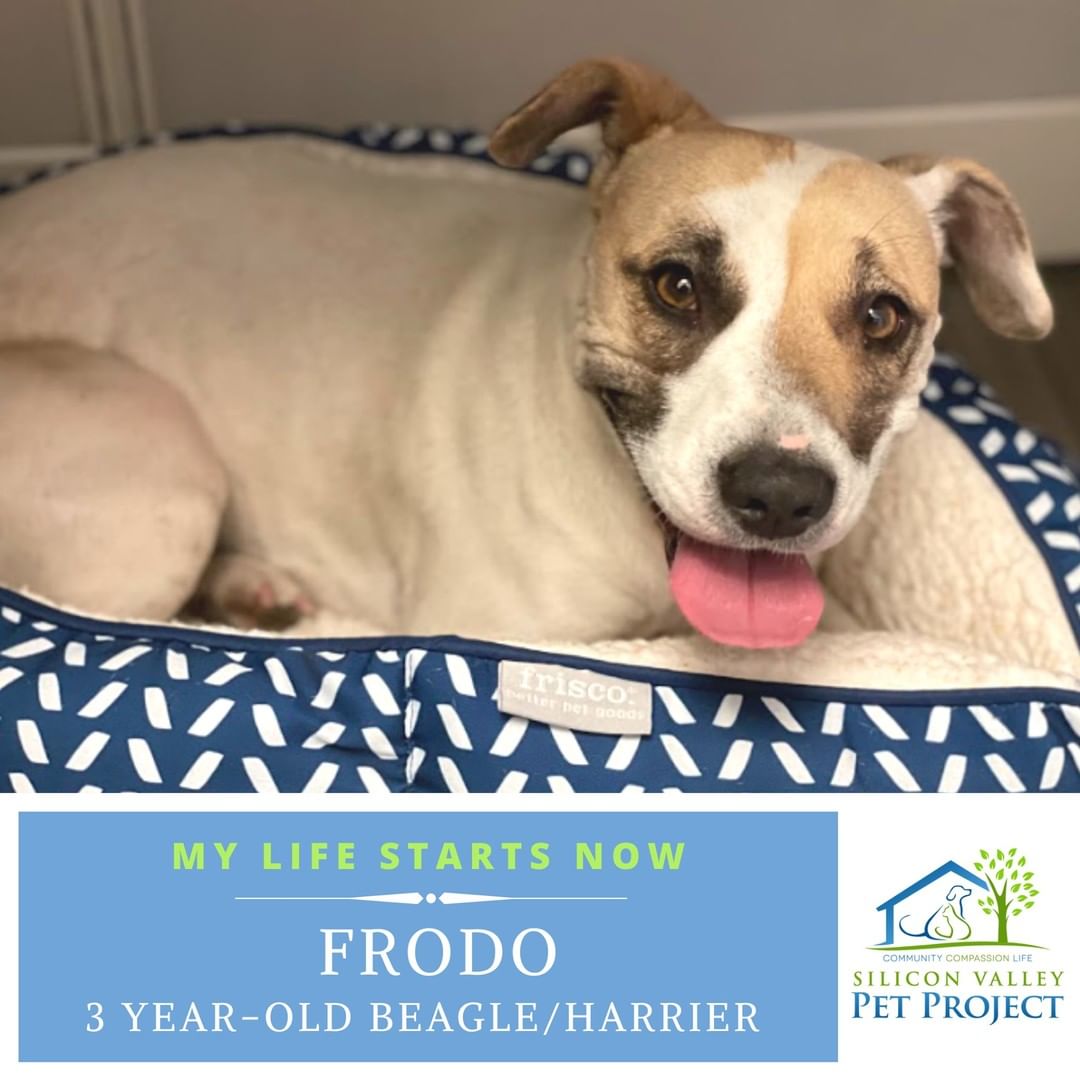 Quiet, shy and reserved, little Frodo was found alone in a field in Solano County. The shelter there did not think she was adoptable because she was so scared and shut down. After she was transferred with a few dogs down to @tricityanimals, the staff there found her to be very sweet! Frodo relaxed and began to show that she is gentle, curious about other dogs, loves laps, and wants to be with people.😊 Thanks to one of SVPP's experienced fosters, Frodo is getting a brand new start to her life, and we can't wait to watch her come out of her shell and show us her playful side! 

<a target='_blank' href='https://www.instagram.com/explore/tags/mylifestartsnow/'>#mylifestartsnow</a> <a target='_blank' href='https://www.instagram.com/explore/tags/fosterdog/'>#fosterdog</a> <a target='_blank' href='https://www.instagram.com/explore/tags/fosteringsaveslives/'>#fosteringsaveslives</a> 
<a target='_blank' href='https://www.instagram.com/explore/tags/beaglemix/'>#beaglemix</a> <a target='_blank' href='https://www.instagram.com/explore/tags/harriermix/'>#harriermix</a> <a target='_blank' href='https://www.instagram.com/explore/tags/shydogs/'>#shydogs</a> <a target='_blank' href='https://www.instagram.com/explore/tags/svpetproject/'>#svpetproject</a> <a target='_blank' href='https://www.instagram.com/explore/tags/svpp/'>#svpp</a> <a target='_blank' href='https://www.instagram.com/explore/tags/siliconvalleypetproject/'>#siliconvalleypetproject</a>