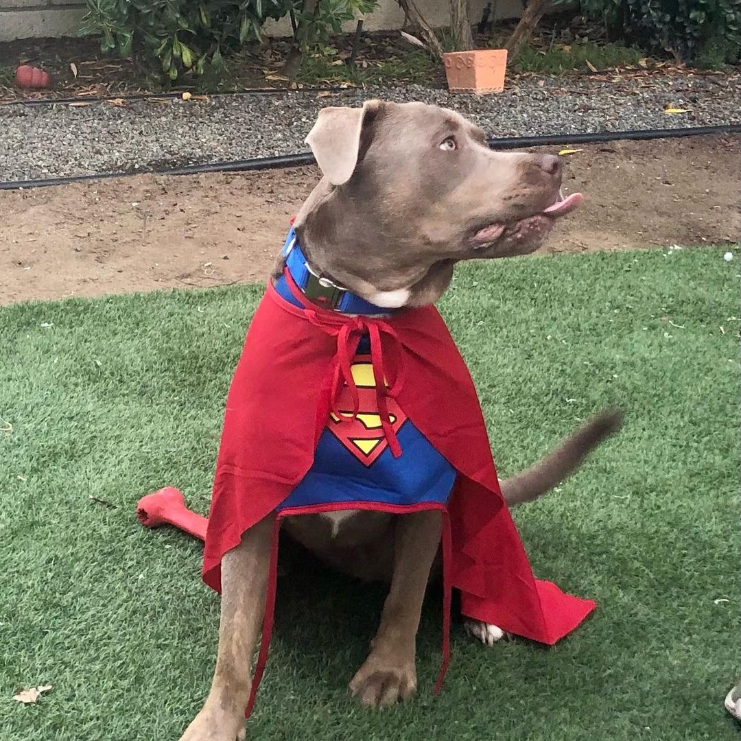 Happy Halloween from Superman!! Wait, that’s not Superman, that’s our super dog Doggie Bonez Alumni Bruno boy getting in the Halloween spirit!!! Bruno is living his amazingly happy life with his family that absolutely adore this gorgeous boy!!! Have a Happy Halloween Bruno and hoping all of our doggie bonez alumni are enjoying the Halloween festivities!!! Let’s spread the word on the importance of fostering and adopting rescue dogs this holiday season! They give us so much more than we could ever give them in return!! Happy National pit bull awareness month!!! To know the breed is to absolutely adore the breed @doggie_bonez_inc_ <a target='_blank' href='https://www.instagram.com/explore/tags/happyhalloween/'>#happyhalloween</a> <a target='_blank' href='https://www.instagram.com/explore/tags/happypitbullawarenessmonth/'>#happypitbullawarenessmonth</a> <a target='_blank' href='https://www.instagram.com/explore/tags/fosteringsaveslives/'>#fosteringsaveslives</a> <a target='_blank' href='https://www.instagram.com/explore/tags/adoptionsaveslives/'>#adoptionsaveslives</a> <a target='_blank' href='https://www.instagram.com/explore/tags/welovebullys/'>#welovebullys</a> <a target='_blank' href='https://www.instagram.com/explore/tags/doggiebonezalumni/'>#doggiebonezalumni</a> <a target='_blank' href='https://www.instagram.com/explore/tags/happydog/'>#happydog</a> <a target='_blank' href='https://www.instagram.com/explore/tags/happilyeverafter/'>#happilyeverafter</a> <a target='_blank' href='https://www.instagram.com/explore/tags/home/'>#home</a> <a target='_blank' href='https://www.instagram.com/explore/tags/partofafamily/'>#partofafamily</a> <a target='_blank' href='https://www.instagram.com/explore/tags/soloved/'>#soloved</a> <a target='_blank' href='https://www.instagram.com/explore/tags/adopted/'>#adopted</a>