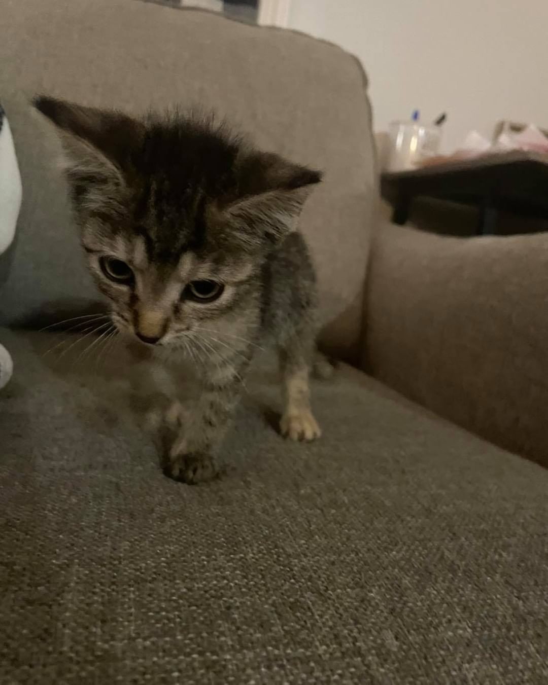 Found curled up in the middle of the road near Memorial last night. If you live near that area, and this is your fur baby, please send a message to the inbox.