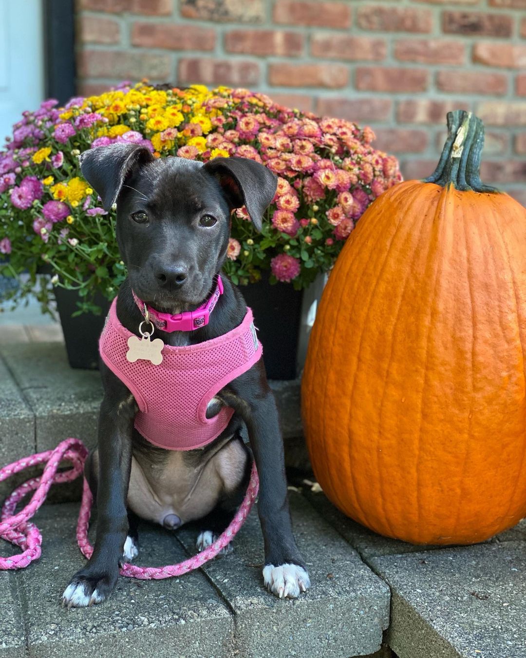 <a target='_blank' href='https://www.instagram.com/explore/tags/adopted/'>#adopted</a> Our Fenwick (once Hershey) Girl is ready for Halloween with her furever family 😍🎃