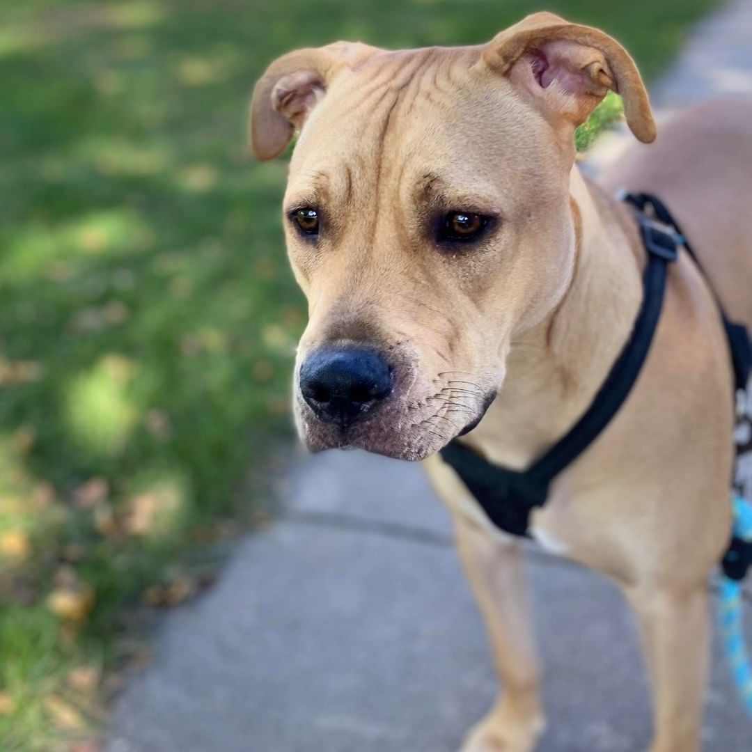 You have to meet Dakota! She is a 1-year-old bundle of love!
💚💛
Dakota is house-trained, spayed, microchipped, up-to-date on shots, does great on a leash, and is ready to be with her furever family. Dakota would like to be the only pet so she can smother you with kisses! (pictures included for proof)
💚💛
To learn more about how to adopt Dakota, check out our website!
<a target='_blank' href='https://www.instagram.com/explore/tags/FurEverHome/'>#FurEverHome</a> <a target='_blank' href='https://www.instagram.com/explore/tags/AdoptDontShop/'>#AdoptDontShop</a>