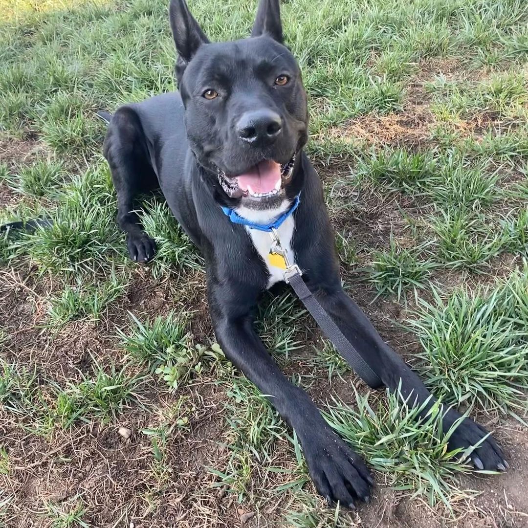 Handsome 2 year old Max urgently needs a loving foster or forever home!!! This sweet 70 pound lab-shepherd mix was rescued off the streets of Bakersfield, where he would roam free, and ended up being rescued by a Good Samaritan, who secured our rescue . He spent a week in boarding before being transported to South O.C, where Max was neutered, and secured a temporary foster. The fosters adore Max, however, he’s too big, strong and active for a townhouse without a yard, so Max definitely needs a foster or forever home with a secure yard where Max can run and use up his energy.  Max would do amazing with an active family and a family that has large breed experience. Max loves his loved ones and is happiest being part of a family. He’s extremely devoted, affectionate, loving and will be an amazing addition to any loving family!!! He is a strong boy on walks, and needs to learn basic manners, but with love, structure, consistency and training, Max will be the most amazing dog!!! Please help us help Max @doggie_bonez_inc_ <a target='_blank' href='https://www.instagram.com/explore/tags/doggiebonezrescue/'>#doggiebonezrescue</a> <a target='_blank' href='https://www.instagram.com/explore/tags/doggiebonezmax/'>#doggiebonezmax</a> <a target='_blank' href='https://www.instagram.com/explore/tags/welovemax/'>#welovemax</a> <a target='_blank' href='https://www.instagram.com/explore/tags/openyourheartandhome/'>#openyourheartandhome</a> <a target='_blank' href='https://www.instagram.com/explore/tags/rescuedismyfavoritebreed/'>#rescuedismyfavoritebreed</a> <a target='_blank' href='https://www.instagram.com/explore/tags/theyneedusmorethanever/'>#theyneedusmorethanever</a> <a target='_blank' href='https://www.instagram.com/explore/tags/helpushelpmax/'>#helpushelpmax</a> <a target='_blank' href='https://www.instagram.com/explore/tags/putaroofovertheirheads/'>#putaroofovertheirheads</a> <a target='_blank' href='https://www.instagram.com/explore/tags/allyouneedislove/'>#allyouneedislove</a> <a target='_blank' href='https://www.instagram.com/explore/tags/makeadifference/'>#makeadifference</a>