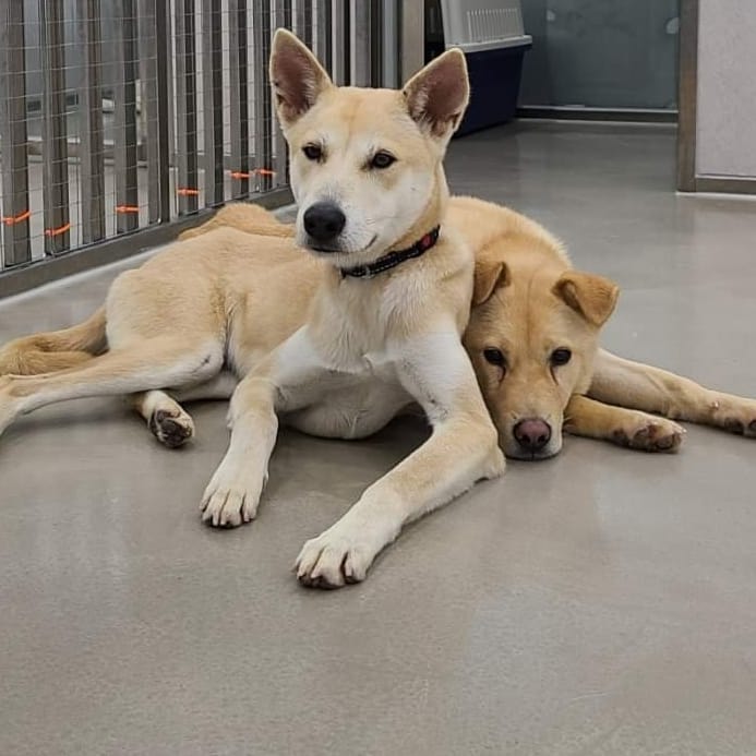 FOSTERS NEEDED

Meet Bianca & Bishop, our incoming medium energy Jindo Golden mixes. They are about a year old, 30ish lbs, and super friendly. They love dogs, but not sure how they are with cats. Great with people and love affection. 

Bianca and Bishop both love people. 
Bishop is calmer and Bianca is more energetic.

Bianca and Bishop were found by a reservoir in the city of Asan. Villagers reported them so they came to the city shelter, where our partners rescued them and called us. We are looking forward to having them come to us here!

If interested in fostering, please let email us at twentypawsrescue@gmail.com or info@twentypawsrescue.com. You can also dm us!