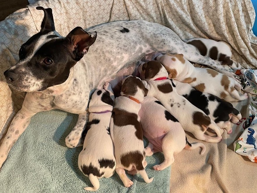 Pupdate from our Mario Kart litter! 🐶🐶

They are almost 5 weeks old and growing like weeds. Momma Princess is still the sweetest girl and loves raising her pups. Keep an eye out for when this family becomes available ❤️❤️❤️

** We typically begin accepting applications for litters when they are 6-7 weeks of age, but puppies will not go home until they are at least 8 weeks of age **

.
.
.
.
.
<a target='_blank' href='https://www.instagram.com/explore/tags/furrytales/'>#furrytales</a> <a target='_blank' href='https://www.instagram.com/explore/tags/mommadog/'>#mommadog</a> <a target='_blank' href='https://www.instagram.com/explore/tags/rescued/'>#rescued</a> <a target='_blank' href='https://www.instagram.com/explore/tags/shelterdog/'>#shelterdog</a> <a target='_blank' href='https://www.instagram.com/explore/tags/saved/'>#saved</a> <a target='_blank' href='https://www.instagram.com/explore/tags/puppies/'>#puppies</a> <a target='_blank' href='https://www.instagram.com/explore/tags/puppiesofinstagram/'>#puppiesofinstagram</a> <a target='_blank' href='https://www.instagram.com/explore/tags/puppiesofinsta/'>#puppiesofinsta</a> <a target='_blank' href='https://www.instagram.com/explore/tags/dogoftheday/'>#dogoftheday</a> <a target='_blank' href='https://www.instagram.com/explore/tags/puppyoftheday/'>#puppyoftheday</a> <a target='_blank' href='https://www.instagram.com/explore/tags/puppylove/'>#puppylove</a> <a target='_blank' href='https://www.instagram.com/explore/tags/puppy/'>#puppy</a> <a target='_blank' href='https://www.instagram.com/explore/tags/puppylife/'>#puppylife</a> <a target='_blank' href='https://www.instagram.com/explore/tags/puppytraining/'>#puppytraining</a> <a target='_blank' href='https://www.instagram.com/explore/tags/puppytongue/'>#puppytongue</a> <a target='_blank' href='https://www.instagram.com/explore/tags/puppygram/'>#puppygram</a> <a target='_blank' href='https://www.instagram.com/explore/tags/puppydog/'>#puppydog</a> <a target='_blank' href='https://www.instagram.com/explore/tags/rescuedpuppy/'>#rescuedpuppy</a> <a target='_blank' href='https://www.instagram.com/explore/tags/rescuedpuppies/'>#rescuedpuppies</a> <a target='_blank' href='https://www.instagram.com/explore/tags/pupper/'>#pupper</a>