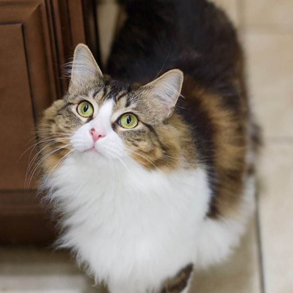 Hello, world! My name is Eclair. I was born April 8, 2018. Let me tell you all about me.

- I am sweet and friendly, majestic and regal
- I am a lovebug who demands snuggles and attention 
- I get along well with dogs, not so much with other felines
- I love to play, run around and attack toys
- I enjoy using scratching posts, looking out the window and keeping my humans company
- I am on a prescription diet and daily insulin for <a target='_blank' href='https://www.instagram.com/explore/tags/diabetes/'>#diabetes</a> (no big deal to me and the rescue will show you everything you need to know)
- I require endless cuddles and a sunny window from which to watch the world
- I am 100% litterbox trained and ready to go!

Prepare to fall in love! Apply today! <a target='_blank' href='https://www.instagram.com/explore/tags/Adoption/'>#Adoption</a> fee: Zero dollars! A generous donor is sponsoring my adoption fee. But I still come with testing, deworming, vaccinations, spay/neuter, microchip and 30 days of free pet insurance. Apply online at www.pawsforliferescue.org.  <a target='_blank' href='https://www.instagram.com/explore/tags/adoptdontshop/'>#adoptdontshop</a> <a target='_blank' href='https://www.instagram.com/explore/tags/diabetic/'>#diabetic</a> <a target='_blank' href='https://www.instagram.com/explore/tags/diva/'>#diva</a> <a target='_blank' href='https://www.instagram.com/explore/tags/majestic/'>#majestic</a> <a target='_blank' href='https://www.instagram.com/explore/tags/catoftheday/'>#catoftheday</a> <a target='_blank' href='https://www.instagram.com/explore/tags/instacat/'>#instacat</a> <a target='_blank' href='https://www.instagram.com/explore/tags/floof/'>#floof</a> <a target='_blank' href='https://www.instagram.com/explore/tags/specialneedscats/'>#specialneedscats</a> <a target='_blank' href='https://www.instagram.com/explore/tags/adorable/'>#adorable</a> <a target='_blank' href='https://www.instagram.com/explore/tags/longhairedcat/'>#longhairedcat</a> <a target='_blank' href='https://www.instagram.com/explore/tags/feline/'>#feline</a> <a target='_blank' href='https://www.instagram.com/explore/tags/royalty/'>#royalty</a>