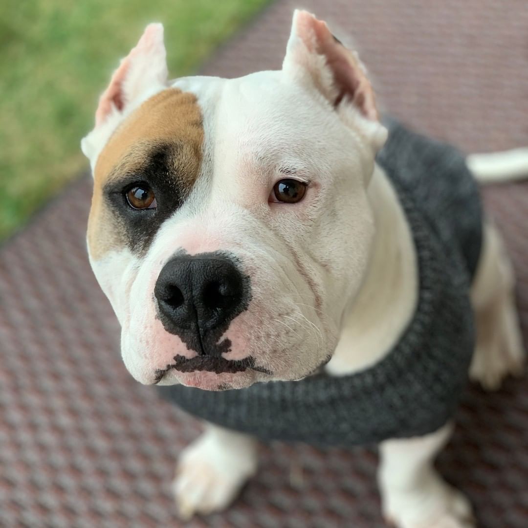 😍 Odin enjoyed the cooler weather today, especially with his new sweater (thanks to one of our awesome foster mamas and volunteers for donating!). This boy is all about blankets and soft beds. He loves being tucked in under his blanket at night. 😴

<a target='_blank' href='https://www.instagram.com/explore/tags/loveabull/'>#loveabull</a> <a target='_blank' href='https://www.instagram.com/explore/tags/adorabull/'>#adorabull</a> <a target='_blank' href='https://www.instagram.com/explore/tags/dogswithallergies/'>#dogswithallergies</a> <a target='_blank' href='https://www.instagram.com/explore/tags/snuggles/'>#snuggles</a> <a target='_blank' href='https://www.instagram.com/explore/tags/dogsarelove/'>#dogsarelove</a> <a target='_blank' href='https://www.instagram.com/explore/tags/rescuinglove/'>#rescuinglove</a> <a target='_blank' href='https://www.instagram.com/explore/tags/dfwrescuedog/'>#dfwrescuedog</a> <a target='_blank' href='https://www.instagram.com/explore/tags/rescuedog/'>#rescuedog</a>