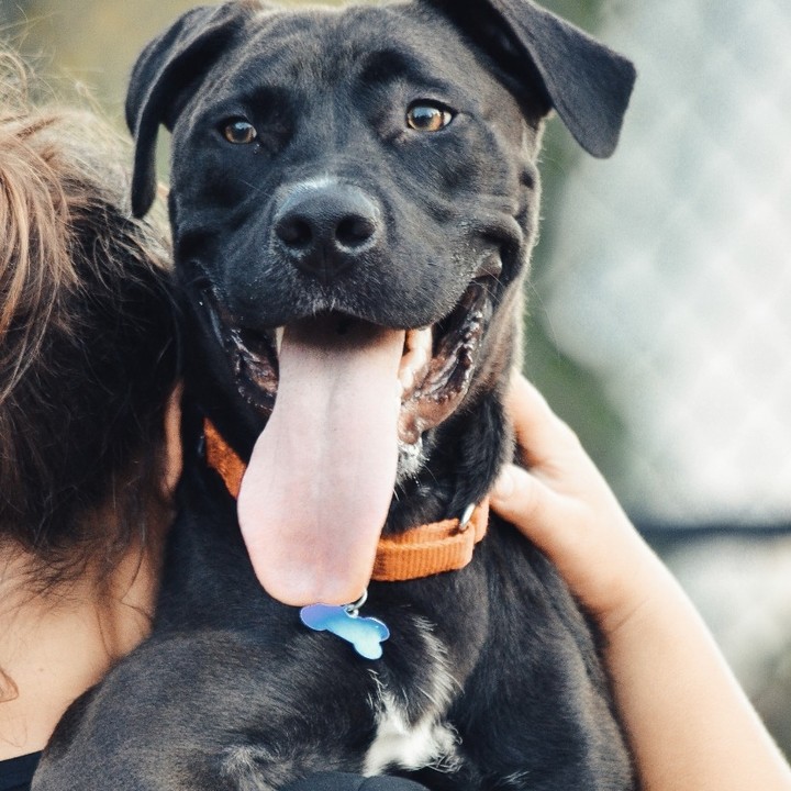 Have you ever literally laughed out loud when opening your email and seeing a picture?! That's totally what happened when we saw these pics of Dorado from his foster mom!!

Aside from adding extra humor to your days, his foster mom says he is also quite the snuggler and will do just about anything for an extra belly rub. And if you want to pick him up and hold him like a baby, he's ready! 😂 What a ham this guy is!!!

He's having a great time playing and getting special treats with his foster sister and can we please brag about about how smart and awesome he is!

✅ Potty and Crate trained
✅ LOVES dogs
✅ Knows almost a dozen commands
✅ Gives great kisses
✅ Loves to go for walks
✅ Exceptionally LONG tongue 👅 👅
✅ Entertaining 
✅ Enjoys looking out the window!

Almost 2 y/o, 50 pounds, I N S T A G R A M - R E A D Y 
Fill out an application today ⬇️
ADOPT: https://www.icarestl.org/adopt-a-dog 
Walk-in adoptions welcome Tuesday-Sunday, 11AM-5 PM
To celebrate National-Adopt-a-Shelter-Pet Month, all dogs and cats over 1 year old have a reduced adoption fee of $25 (just a few more days!!)
<a target='_blank' href='https://www.instagram.com/explore/tags/DogsofInstagram/'>#DogsofInstagram</a> <a target='_blank' href='https://www.instagram.com/explore/tags/CareSTLDogs/'>#CareSTLDogs</a> <a target='_blank' href='https://www.instagram.com/explore/tags/AdoptionSavesLives/'>#AdoptionSavesLives</a> <a target='_blank' href='https://www.instagram.com/explore/tags/NewBestFriend/'>#NewBestFriend</a> <a target='_blank' href='https://www.instagram.com/explore/tags/ForeverFriend/'>#ForeverFriend</a> <a target='_blank' href='https://www.instagram.com/explore/tags/AdoptAShelterDog/'>#AdoptAShelterDog</a>