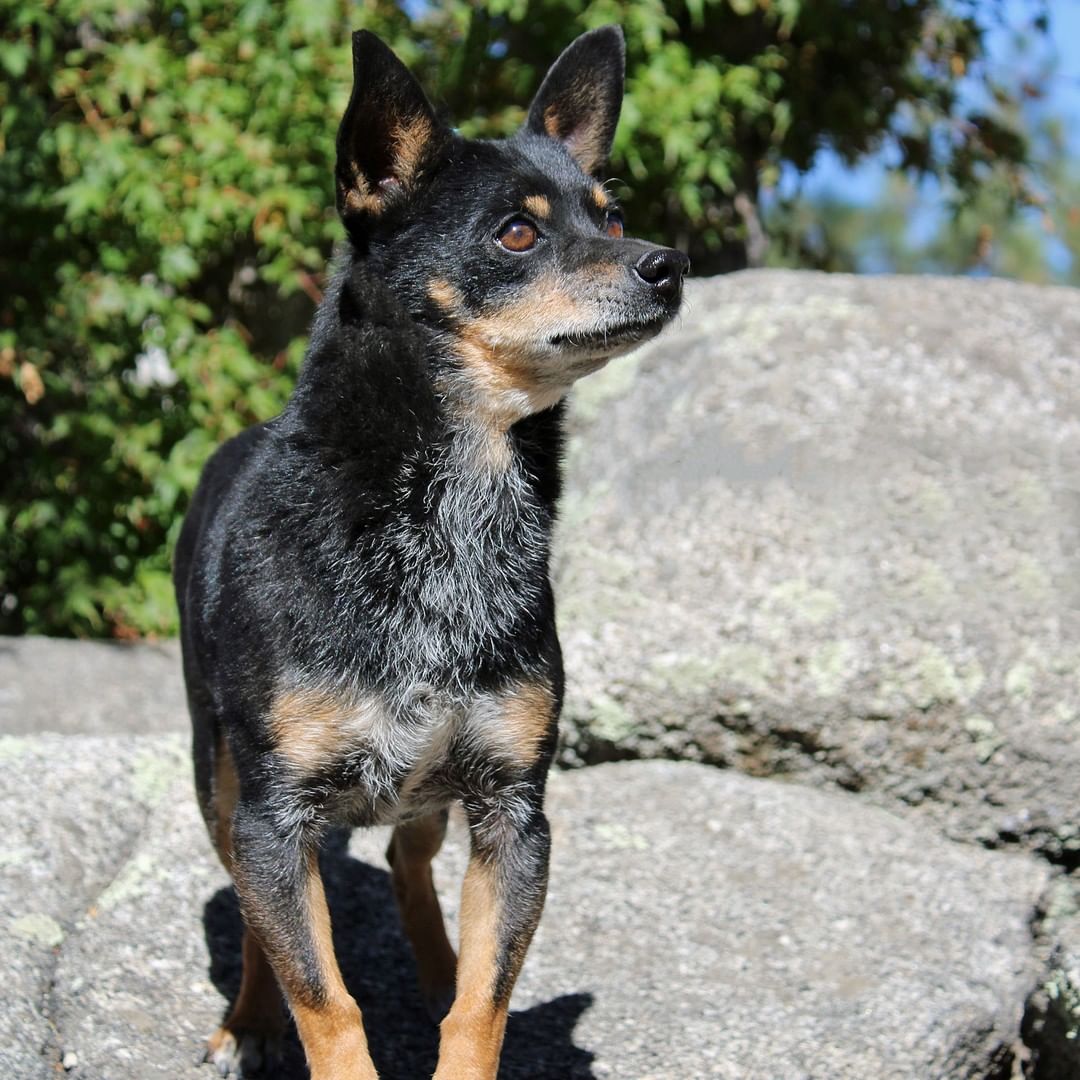 Charlie is as sweet and gentle as they come. This little guy wants nothing more than to spend his day with you, ideally resting happily in your lap. He also enjoys going on walks and visits to the dog park, but ultimately prefers a nice snooze in the sun. 

Charlie is available for adoption and patiently waiting for someone to take him home. To learn more about Charlie and our adoption process, visit our website at: https://living-free.org/adopt-a-pet/dog-adoption/ (link in our bio)

<a target='_blank' href='https://www.instagram.com/explore/tags/adoptme/'>#adoptme</a> <a target='_blank' href='https://www.instagram.com/explore/tags/adoptable/'>#adoptable</a> <a target='_blank' href='https://www.instagram.com/explore/tags/adoptdontshop/'>#adoptdontshop</a> <a target='_blank' href='https://www.instagram.com/explore/tags/dogsofinstagram/'>#dogsofinstagram</a> <a target='_blank' href='https://www.instagram.com/explore/tags/doglovers/'>#doglovers</a> <a target='_blank' href='https://www.instagram.com/explore/tags/seniordog/'>#seniordog</a> <a target='_blank' href='https://www.instagram.com/explore/tags/seniordogsofinstagram/'>#seniordogsofinstagram</a> <a target='_blank' href='https://www.instagram.com/explore/tags/chihuahuamix/'>#chihuahuamix</a> <a target='_blank' href='https://www.instagram.com/explore/tags/minipinscher/'>#minipinscher</a> <a target='_blank' href='https://www.instagram.com/explore/tags/smalldoglife/'>#smalldoglife</a> <a target='_blank' href='https://www.instagram.com/explore/tags/rescuedog/'>#rescuedog</a> <a target='_blank' href='https://www.instagram.com/explore/tags/dogrescue/'>#dogrescue</a> <a target='_blank' href='https://www.instagram.com/explore/tags/animalrescue/'>#animalrescue</a> <a target='_blank' href='https://www.instagram.com/explore/tags/idyllwild/'>#idyllwild</a> <a target='_blank' href='https://www.instagram.com/explore/tags/livingfreeanimals/'>#livingfreeanimals</a>