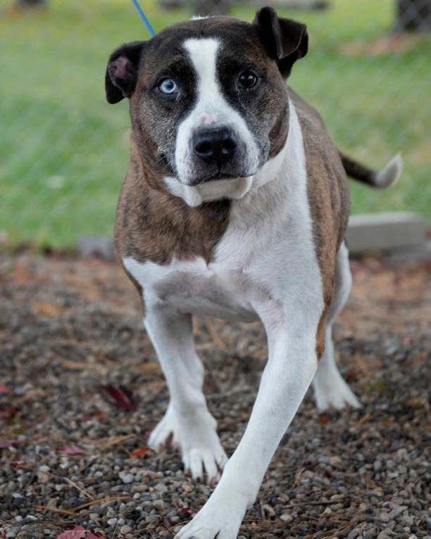 Our new puppies have gotten a whole lot of attention, can weshow some love for a senior girl?

Brownie is 8 years young and full of love and spunk!😍🐶 Find out more about her at http://adopt.adopets.com/pets/bded9058-0471-479e-9706-23259727643e
