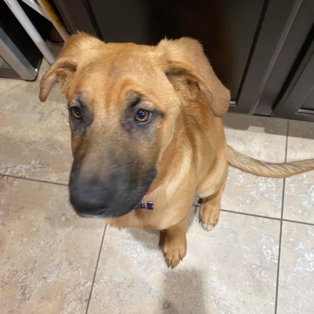 Autumn is ready to find her forever humans! She is a 5-6 month old shepherd mix puppy weighing in at about 50 pounds already 😮

She is very dog friendly, cat friendly and people friendly. Autumn has been spayed, microchipped, dewormed and she is up to date on her vaccinations. 

Autumn is a large puppy, and would do best in a home that will continue to train and socialize her to be come the best family member possible! She would love a family that includes her on adventures & outings and also has some down time for her to lounge and relax. We would prefer for her to go to a home with a fully fenced in yard. She would be great with age appropriate children who understand not to climb on her and treat her like a toy or jungle gym. She is an overall happy girl looking for a soft place to land! 

If you are looking for a giant puppy with lots of love to give, and a personality to boot, Autumn is your girl. 😍 

She is fostered in Tri-Cities, WA 
Apply at thepitbullpen.org