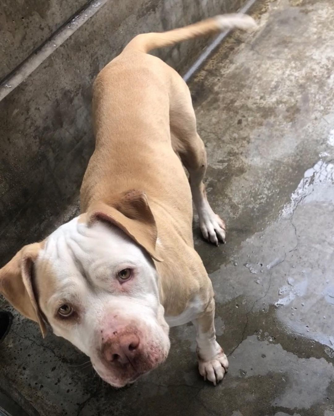 Meet Odie 😍🦴🐶 

Our sweet red nose pittie. He was running out of time and scheduled to be euthanized because of medical issues. The volunteers at the shelter loved him and asked us to take him. 🥺♥️ Scroll to see his release 🥰
We currently have him at our vet 🩺🥼🐾getting care and then he will go to our trainer for some obedience training 🦮 he loves all people and does well with most dogs!! 

If you’d like to help us with some of Odie’s care, please click the link in our bio 🙏🏼

If you’d like to adopt Odie, fill out a form today❣️