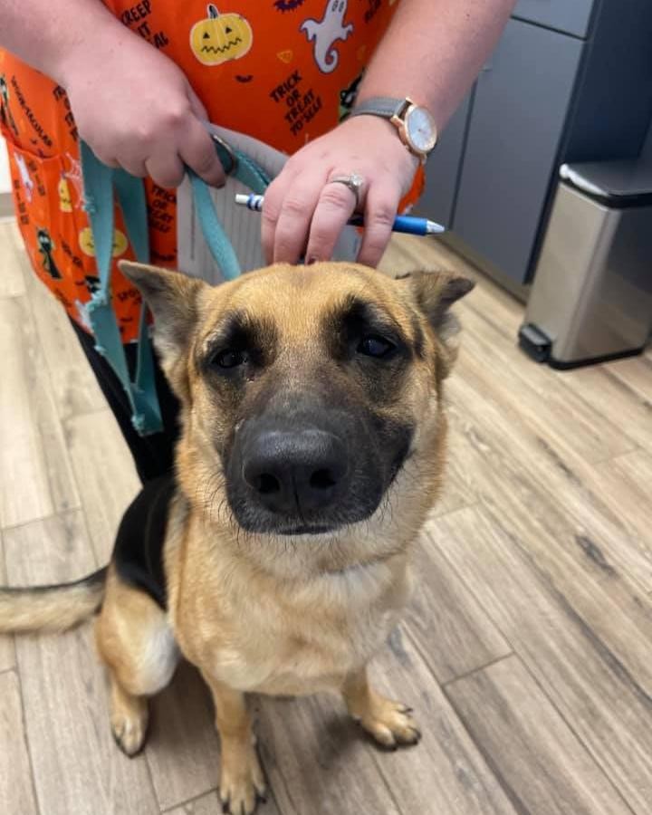 One of our vets was asked to euthanized a seemingly healthy German Shepherd because he killed some chickens and chased a cow. He has been surrenders to her now and hebis in her custody but will need a foster. 
He will be properly vetted. 
Please contact myself or Carla Bell 
Dog is in Magnolia, TX