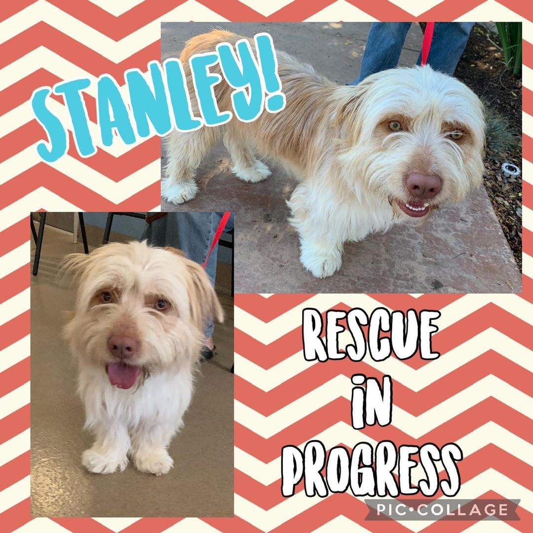 Welcome Stanley!! He was rescued today from the shelter, so we are getting to know him. Welcome to your new life! He’ll be up for adoption soon. 
.
.
.
.

<a target='_blank' href='https://www.instagram.com/explore/tags/rescue/'>#rescue</a> <a target='_blank' href='https://www.instagram.com/explore/tags/rescuedogs/'>#rescuedogs</a> <a target='_blank' href='https://www.instagram.com/explore/tags/savealife/'>#savealife</a> <a target='_blank' href='https://www.instagram.com/explore/tags/adoptdontshop/'>#adoptdontshop</a> <a target='_blank' href='https://www.instagram.com/explore/tags/newbeginningsforanimals/'>#newbeginningsforanimals</a> <a target='_blank' href='https://www.instagram.com/explore/tags/NBFA/'>#NBFA</a> <a target='_blank' href='https://www.instagram.com/explore/tags/orangecountyrescues/'>#orangecountyrescues</a> <a target='_blank' href='https://www.instagram.com/explore/tags/southerncalifornia/'>#southerncalifornia</a> <a target='_blank' href='https://www.instagram.com/explore/tags/alisoviejo/'>#alisoviejo</a> <a target='_blank' href='https://www.instagram.com/explore/tags/adopt/'>#adopt</a> <a target='_blank' href='https://www.instagram.com/explore/tags/adoption/'>#adoption</a> <a target='_blank' href='https://www.instagram.com/explore/tags/pets/'>#pets</a> <a target='_blank' href='https://www.instagram.com/explore/tags/dog/'>#dog</a> <a target='_blank' href='https://www.instagram.com/explore/tags/missionviejo/'>#missionviejo</a> <a target='_blank' href='https://www.instagram.com/explore/tags/rescuedogsofinstagram/'>#rescuedogsofinstagram</a> <a target='_blank' href='https://www.instagram.com/explore/tags/nonprofit/'>#nonprofit</a> <a target='_blank' href='https://www.instagram.com/explore/tags/rescueismyfavoritebreed/'>#rescueismyfavoritebreed</a> <a target='_blank' href='https://www.instagram.com/explore/tags/upforadoption/'>#upforadoption</a> <a target='_blank' href='https://www.instagram.com/explore/tags/petsmartcharaties/'>#petsmartcharaties</a> <a target='_blank' href='https://www.instagram.com/explore/tags/rescuedogsrule/'>#rescuedogsrule</a> <a target='_blank' href='https://www.instagram.com/explore/tags/theonesinneedarethebestbreed/'>#theonesinneedarethebestbreed</a> <a target='_blank' href='https://www.instagram.com/explore/tags/adoptme/'>#adoptme</a> <a target='_blank' href='https://www.instagram.com/explore/tags/picme/'>#picme</a> <a target='_blank' href='https://www.instagram.com/explore/tags/iadopted/'>#iadopted</a>