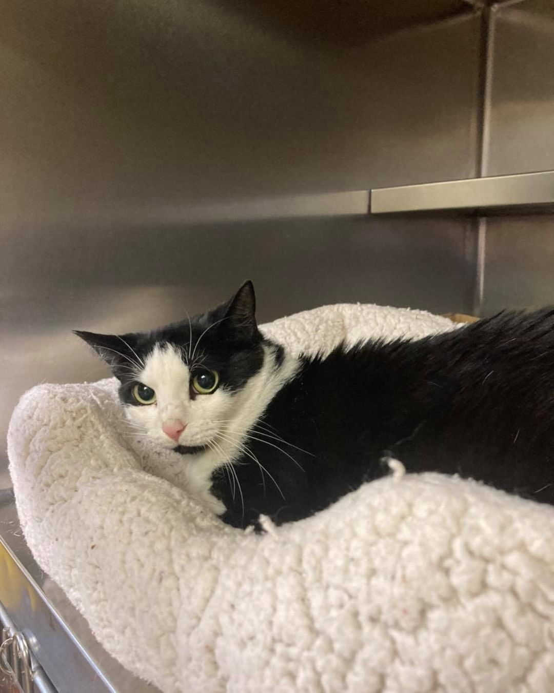 Do you know us?

Black and white female stray found on Montgomery st. 

Calico female stray found on Granite St.

If you know these cats please call us at 603-628-3544.