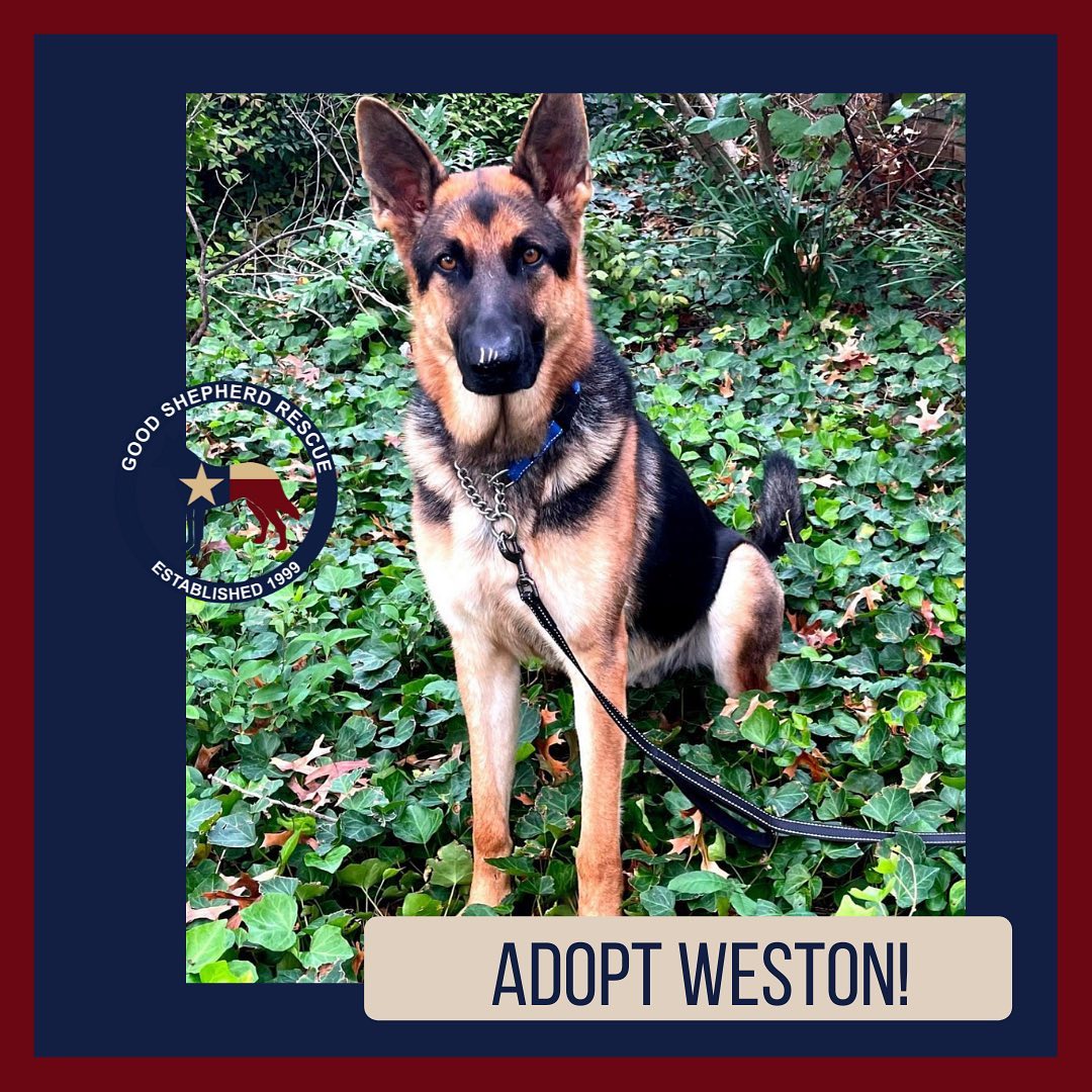 Adopt Weston! Use links in bio to find out more about our adoptable dogs! <a target='_blank' href='https://www.instagram.com/explore/tags/furever/'>#furever</a> <a target='_blank' href='https://www.instagram.com/explore/tags/fureverhome/'>#fureverhome</a> <a target='_blank' href='https://www.instagram.com/explore/tags/goodshepherdrescueoftexas/'>#goodshepherdrescueoftexas</a> <a target='_blank' href='https://www.instagram.com/explore/tags/goodshepherd/'>#goodshepherd</a> <a target='_blank' href='https://www.instagram.com/explore/tags/goodshepherdrescue/'>#goodshepherdrescue</a> <a target='_blank' href='https://www.instagram.com/explore/tags/goodshepherdrescueandsanctuaryoftexas/'>#goodshepherdrescueandsanctuaryoftexas</a> <a target='_blank' href='https://www.instagram.com/explore/tags/germanshepherd/'>#germanshepherd</a> <a target='_blank' href='https://www.instagram.com/explore/tags/germanshepherds/'>#germanshepherds</a> <a target='_blank' href='https://www.instagram.com/explore/tags/germanshepherdsofinstagram/'>#germanshepherdsofinstagram</a> <a target='_blank' href='https://www.instagram.com/explore/tags/love/'>#love</a> <a target='_blank' href='https://www.instagram.com/explore/tags/adoptdontshop/'>#adoptdontshop</a> <a target='_blank' href='https://www.instagram.com/explore/tags/adopt/'>#adopt</a> <a target='_blank' href='https://www.instagram.com/explore/tags/adopted/'>#adopted</a>